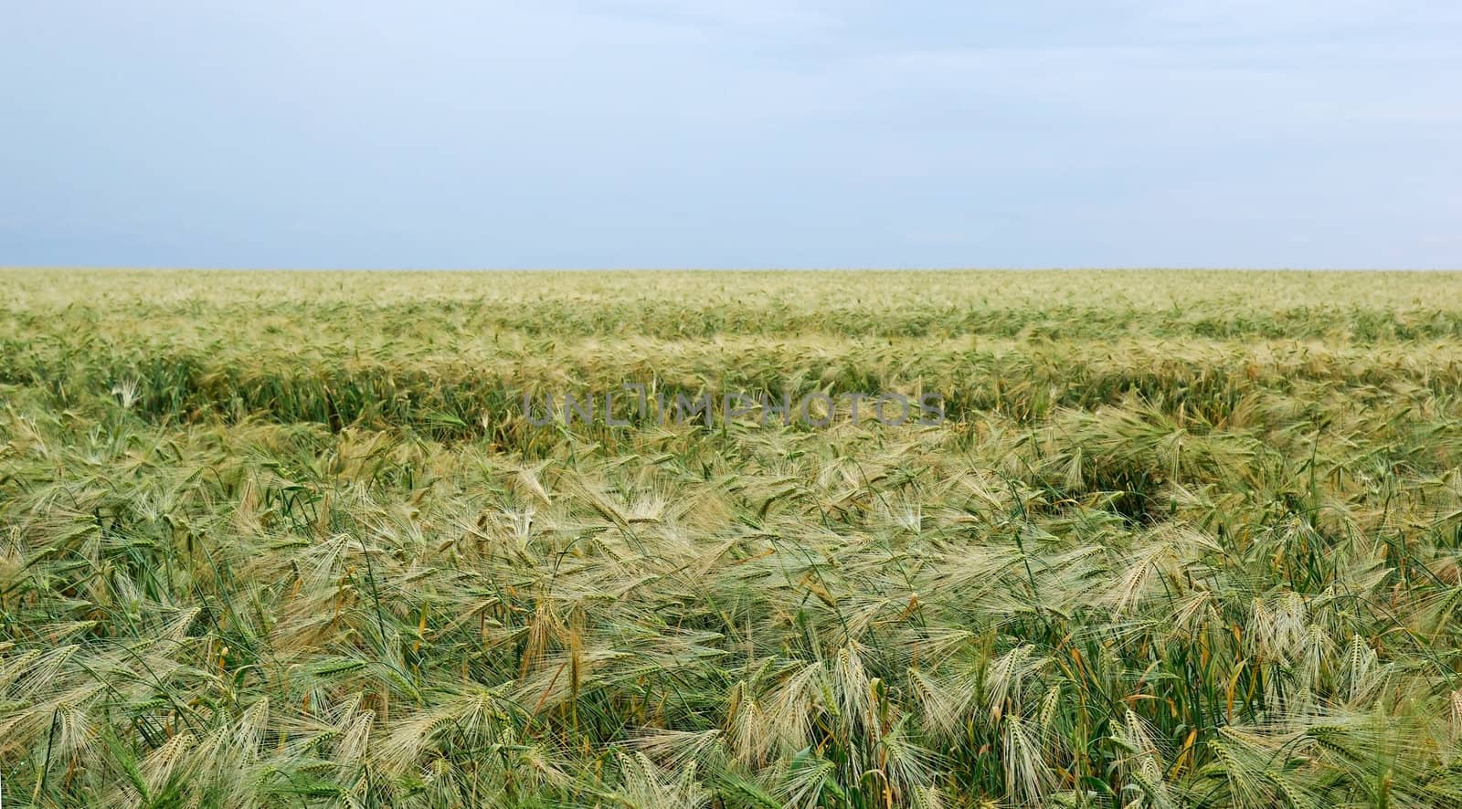 Field of rye landscape. Dramatic summer weather by borodaev