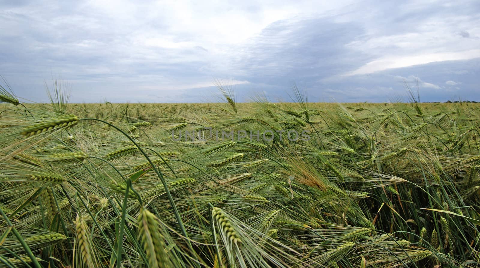 Field of rye landscape. Dramatic summer weather by borodaev