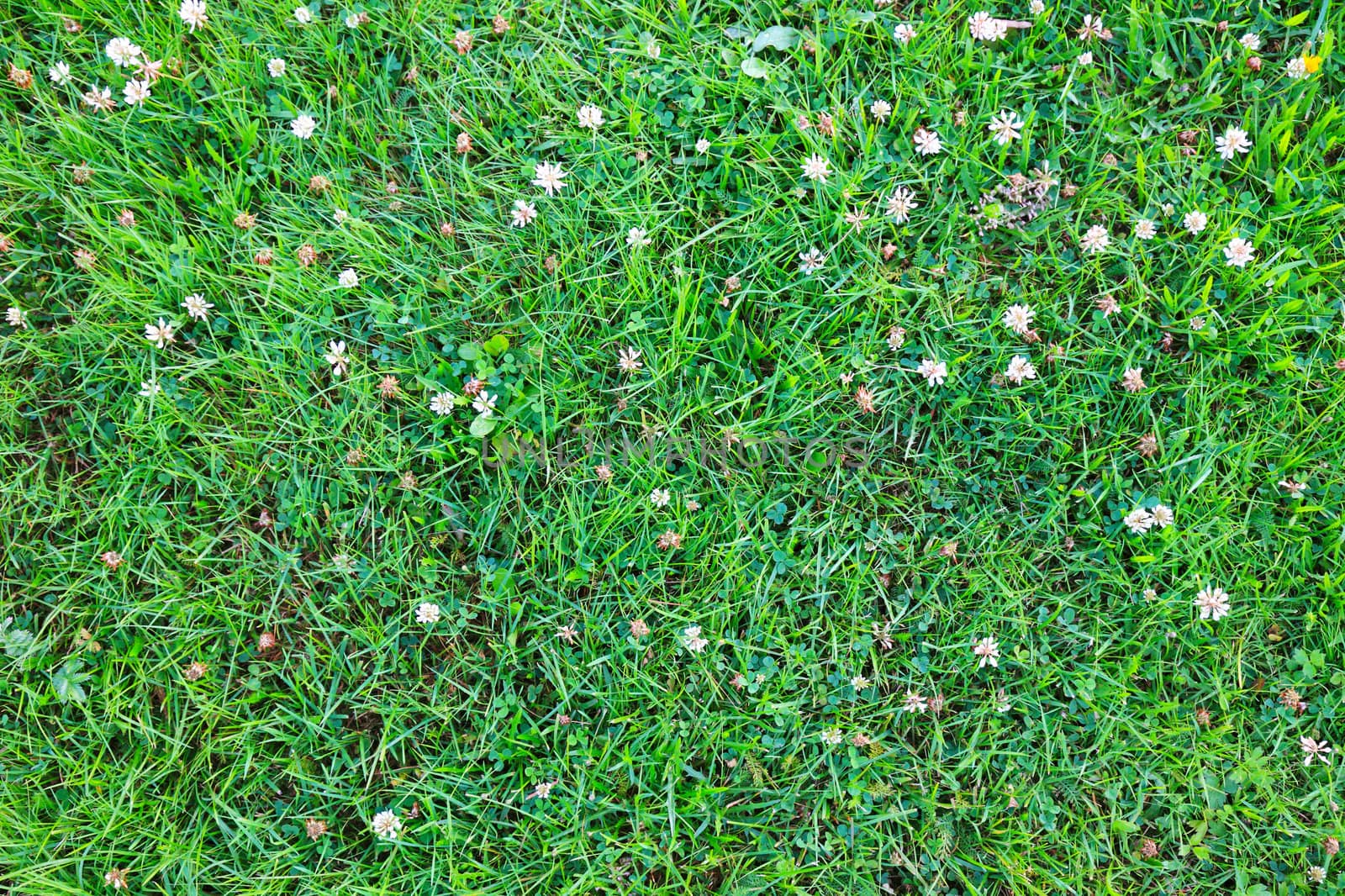 Grass with clover bright textured background. by borodaev