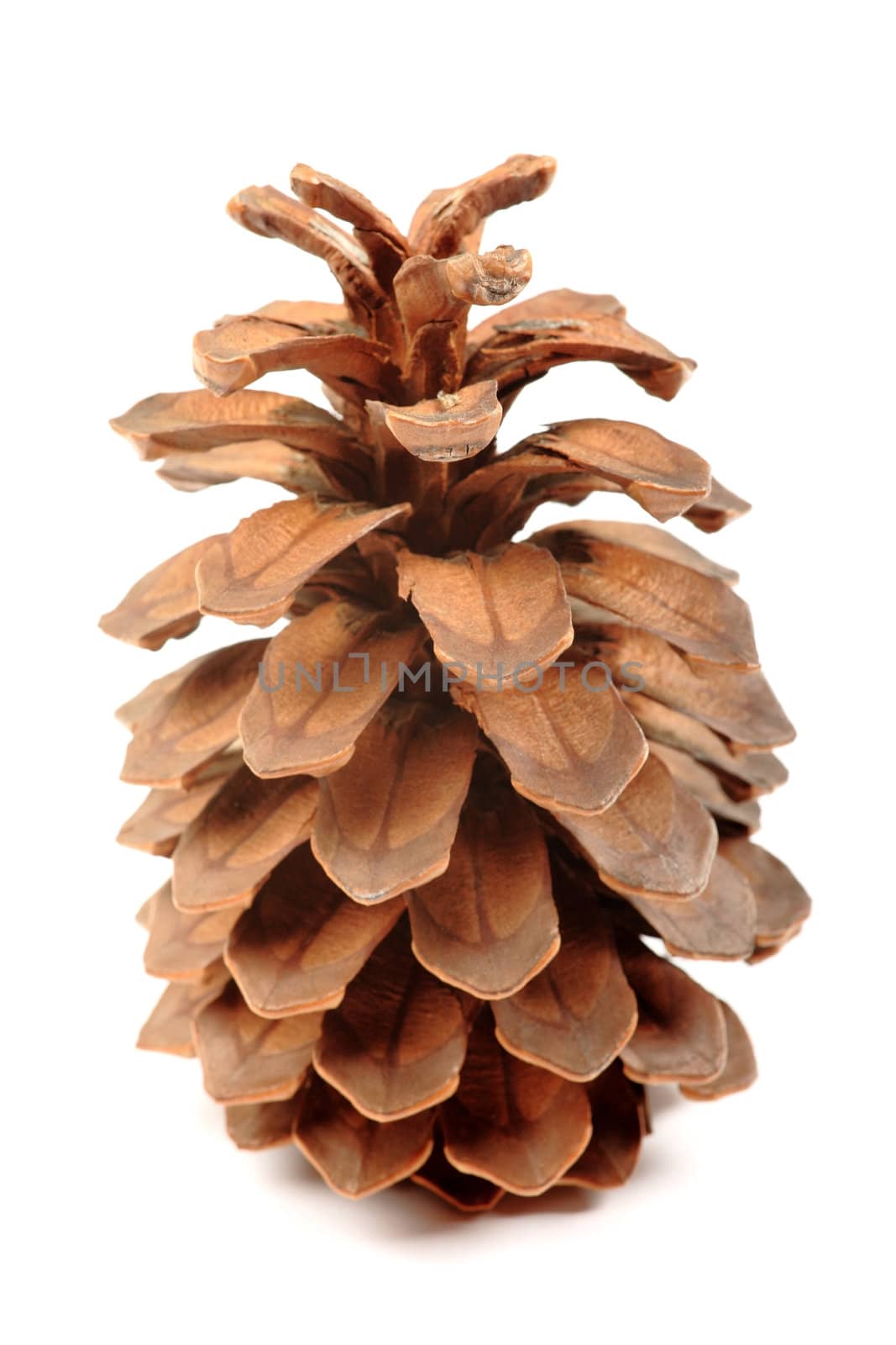 Big cone from Canary Island Tenerife isolated on white background. Endemic species.