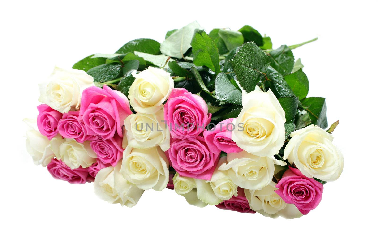 White and pink roses with water drops isolated on white background.