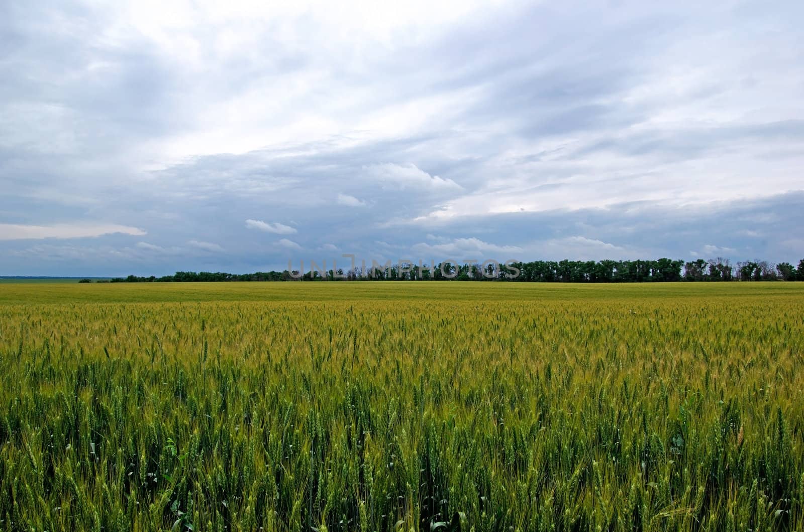 Tungsten summer field of green rye. Dramatic sky. by borodaev