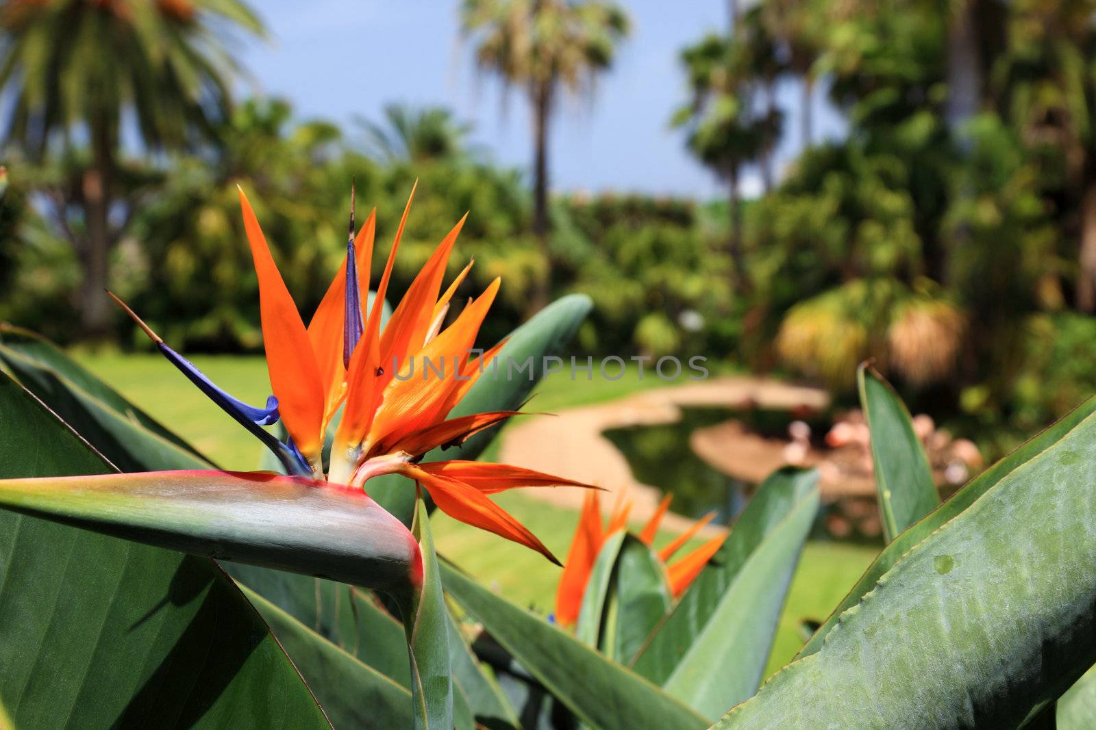 Beautiful Bird of Paradise flower, known as Strelitzia. Park on Tenerife Island, Canary.
