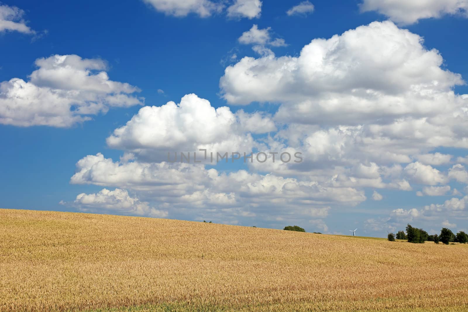 Field of wheat and blue sky with clouds, Europe. by borodaev