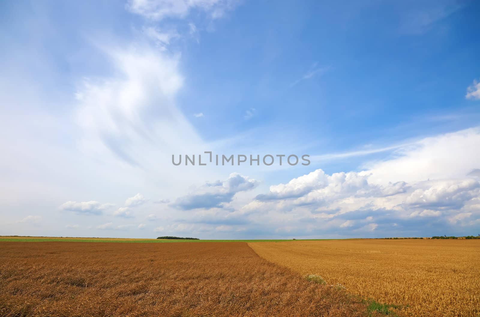 Wheat field and beautiful blue sky with clouds, Europe.