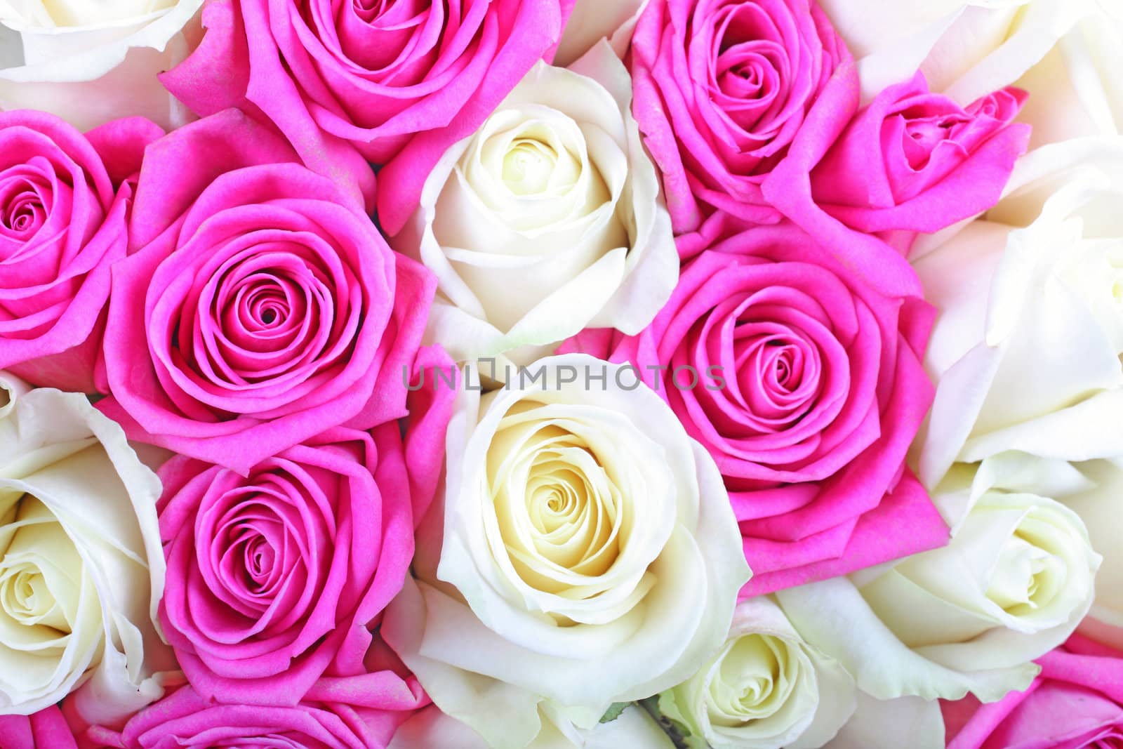 Pink and white roses as textured background or backdrop. by borodaev