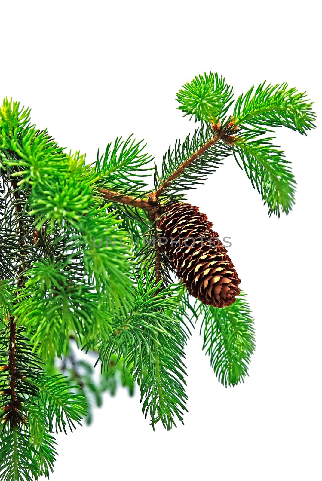 Branch of pine tree with cone isolated on white background. by borodaev