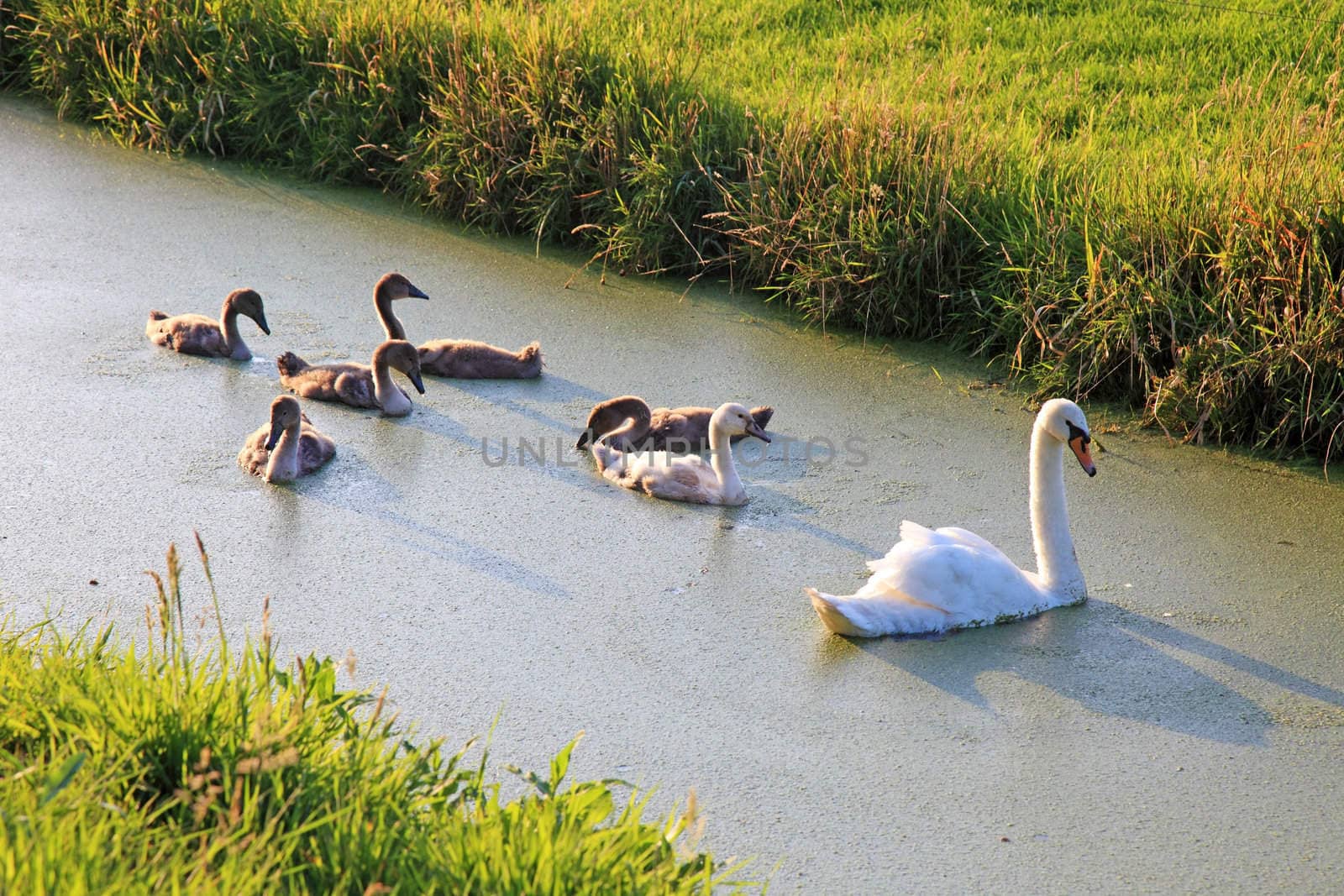 Swan family swimming in water near field, Netherland, Europe.