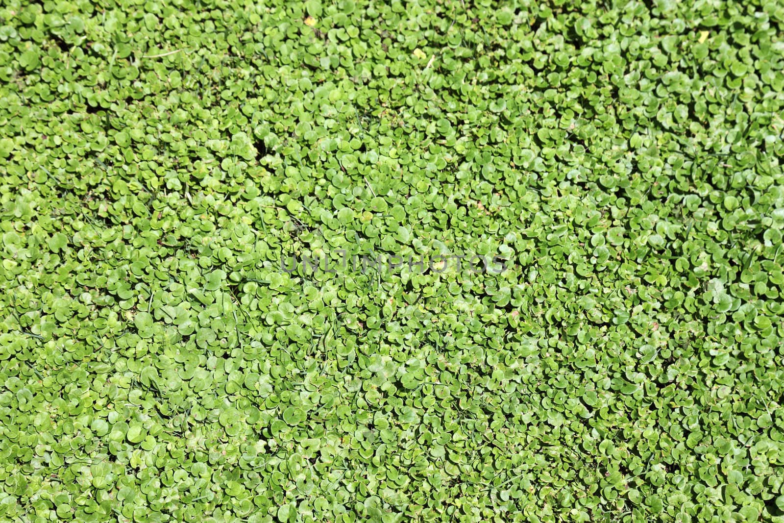 Green duckweed as textured background or backdrop. by borodaev