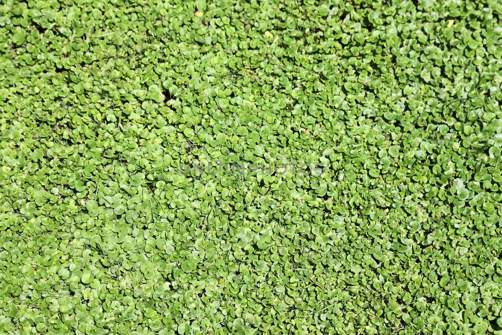 Green duckweed as textured background or backdrop.