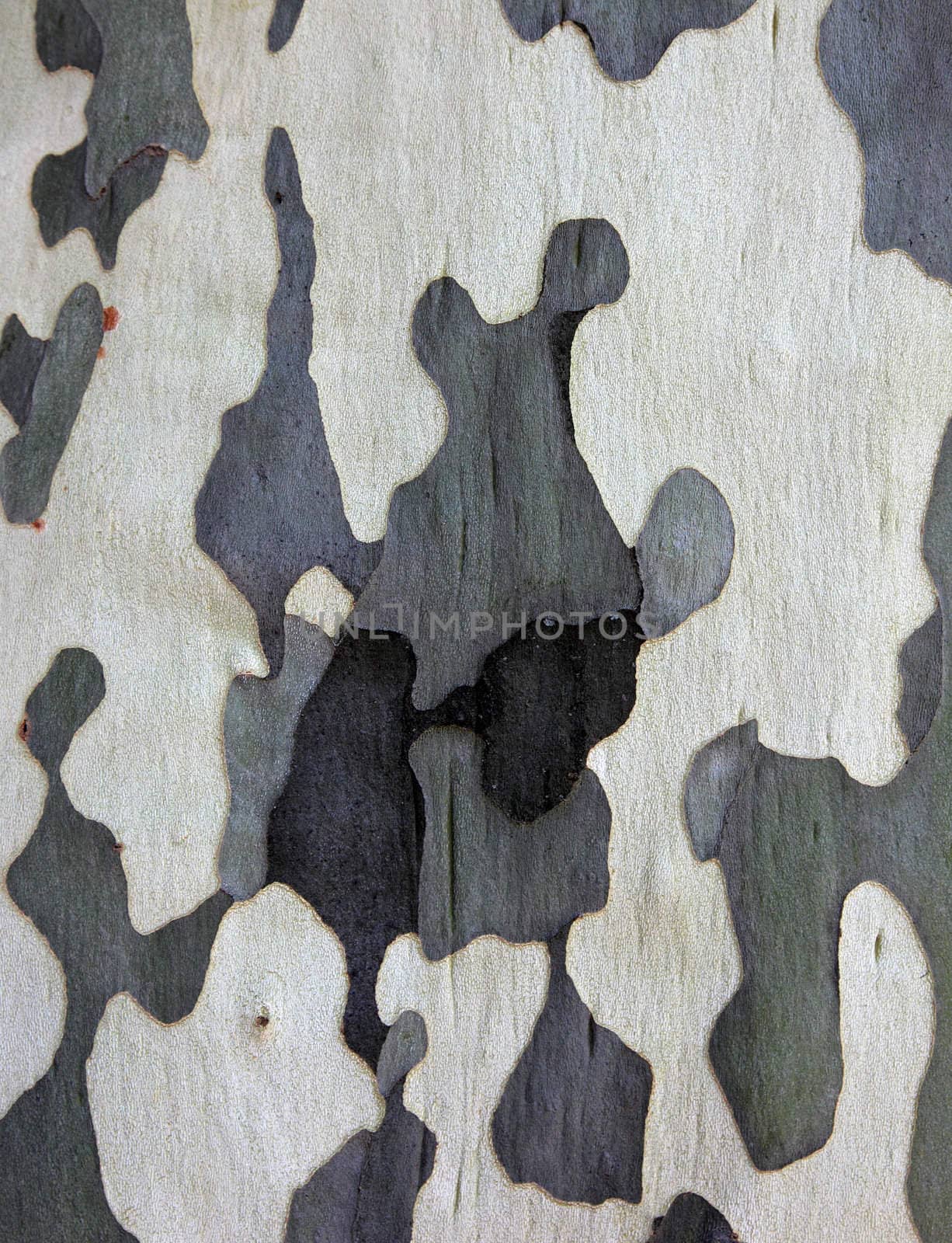 Surface of sycamore tree as texture background or backdrop. by borodaev