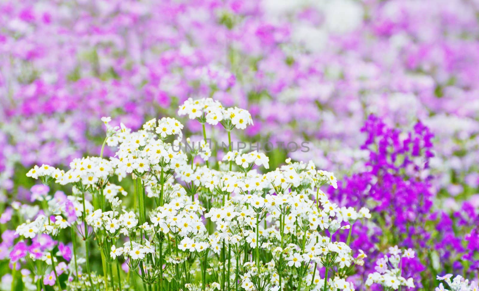 French lavender