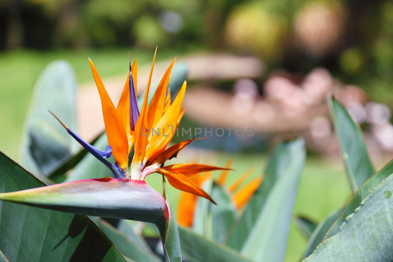 Beautiful Bird of Paradise flower, known as Strelitzia. Park on Tenerife Island, Canary.