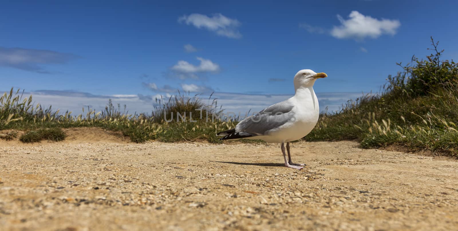 Image of The European Herring Gull (Larus argentatus) on a small plateau over the Etretat cliffs in Upper Normandy in Northern France.