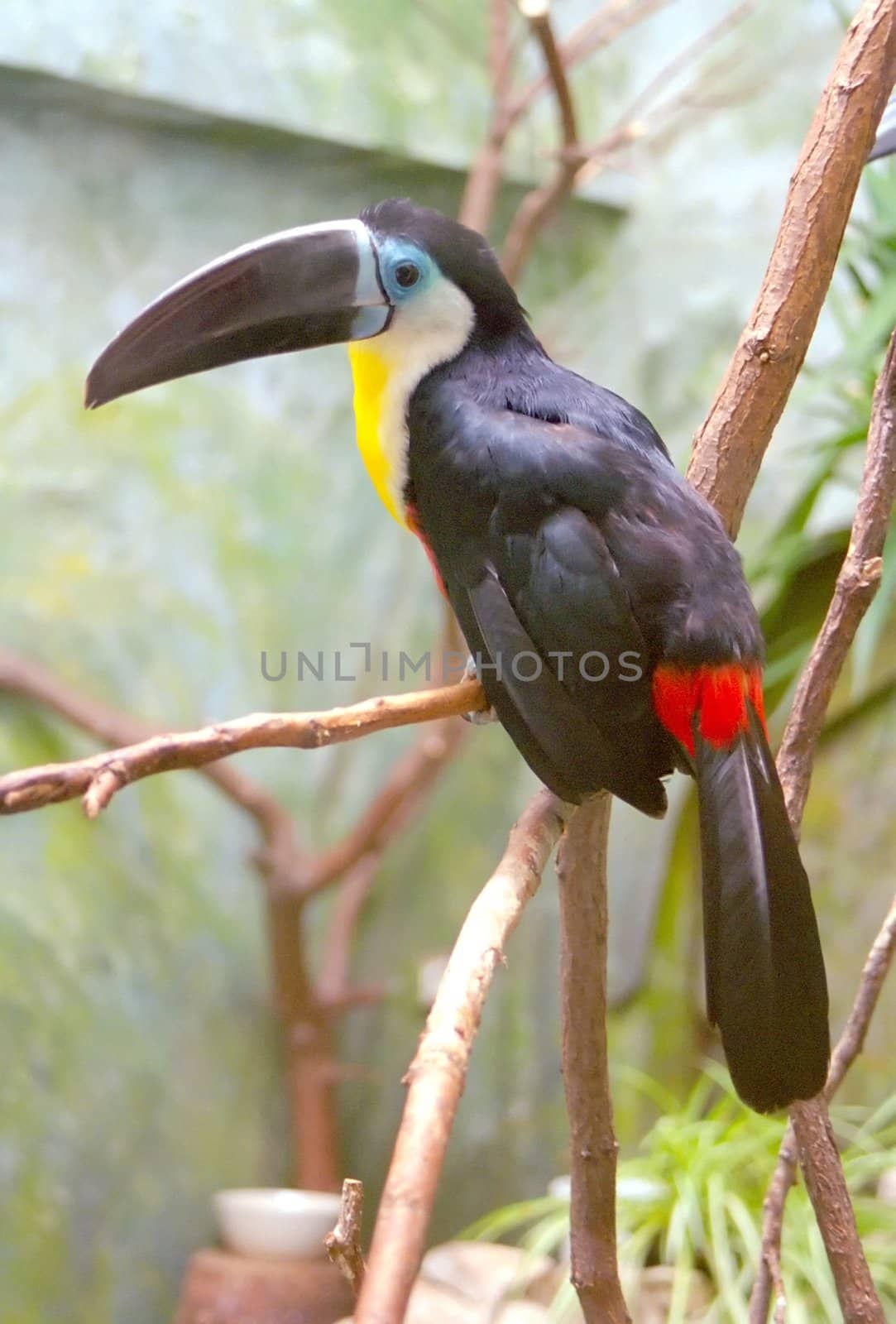 Toucans are near passerine birds from the neotropics, most closely related to American barbets. They are brightly marked and have large, colorful bills.