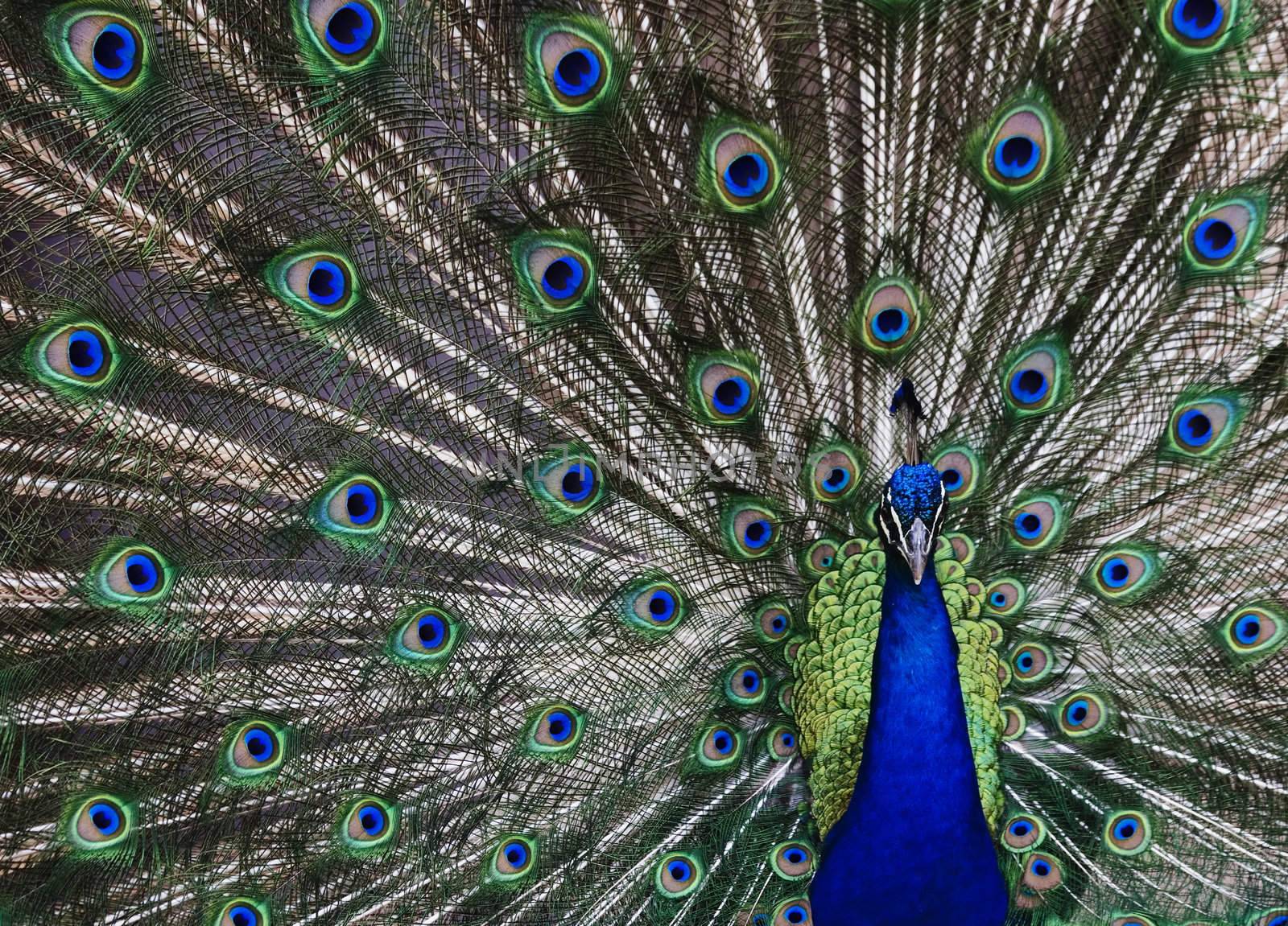 Peacock with his tail feathers on display to attract a mate.