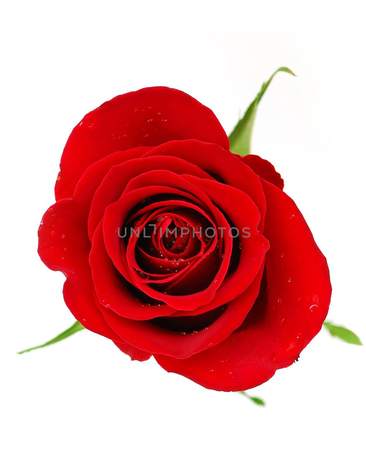 Red rose blossom isolated on white background with dew drops