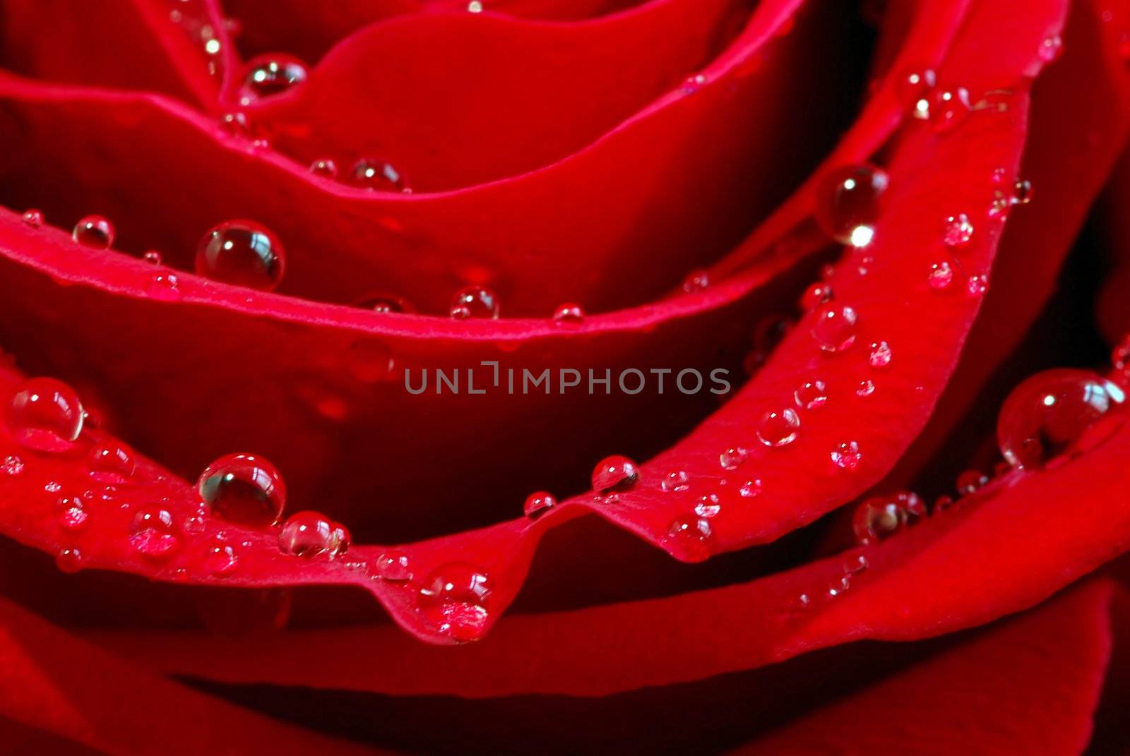 Extreme macro image of a red rose petals with dew drops