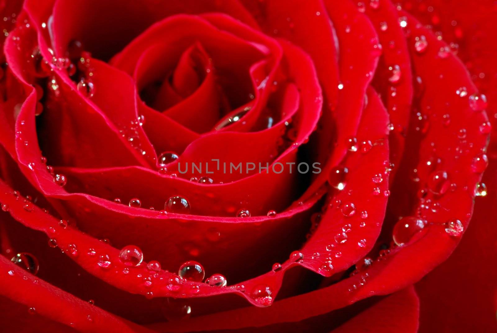 Extreme macro image of a red rose petals with dew drops