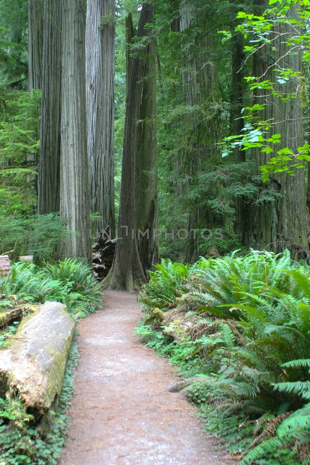 Redwood National Park in California