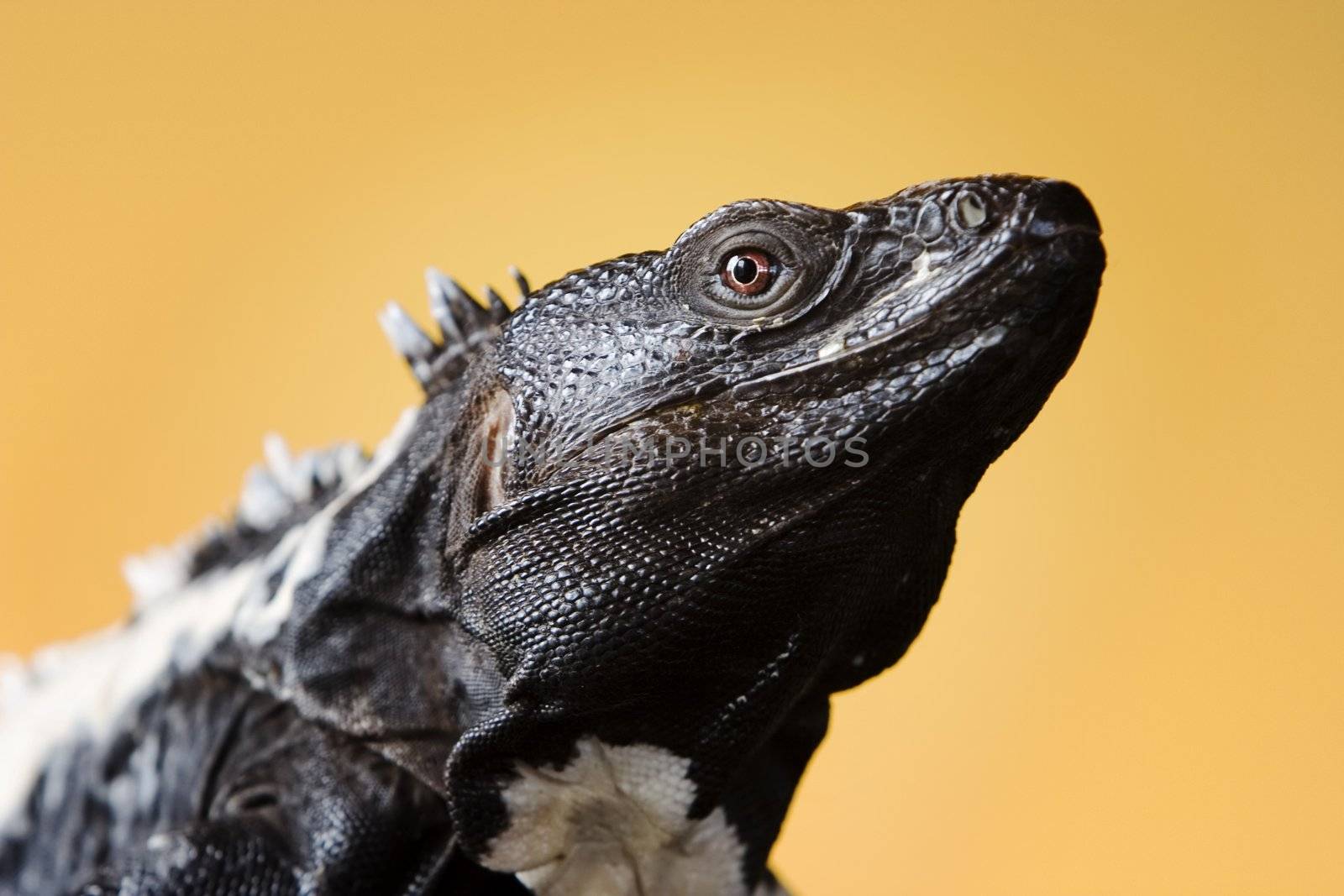 Black and white spiny tailed iguana in a studio setting.