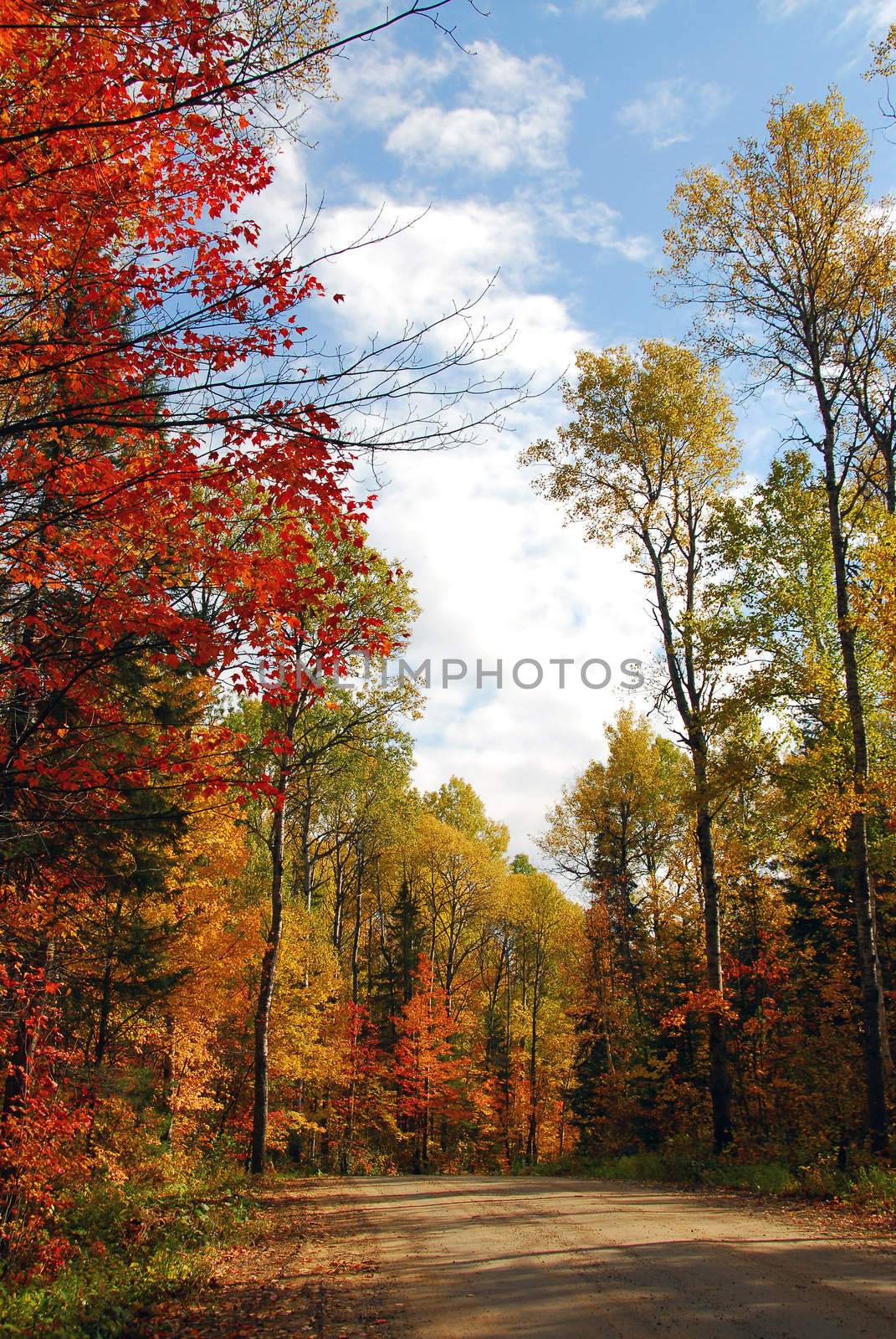 Forest road in the fall