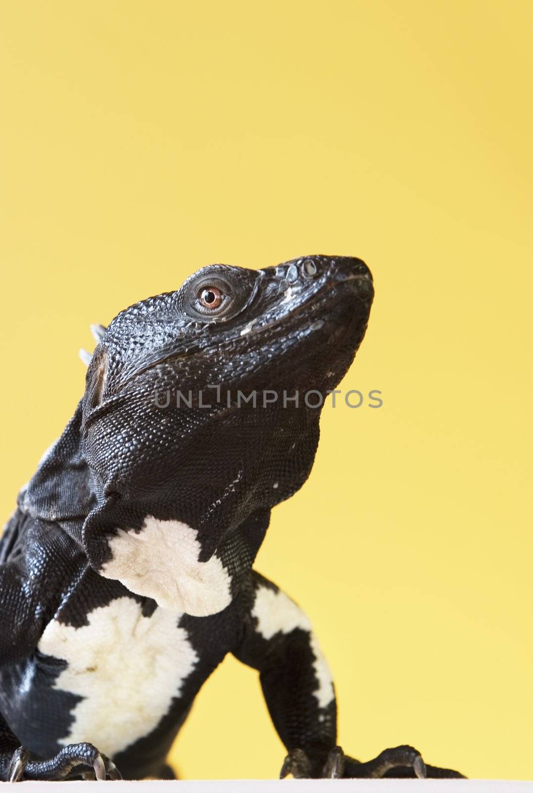 Black and white spiny tailed iguana in a studio setting.