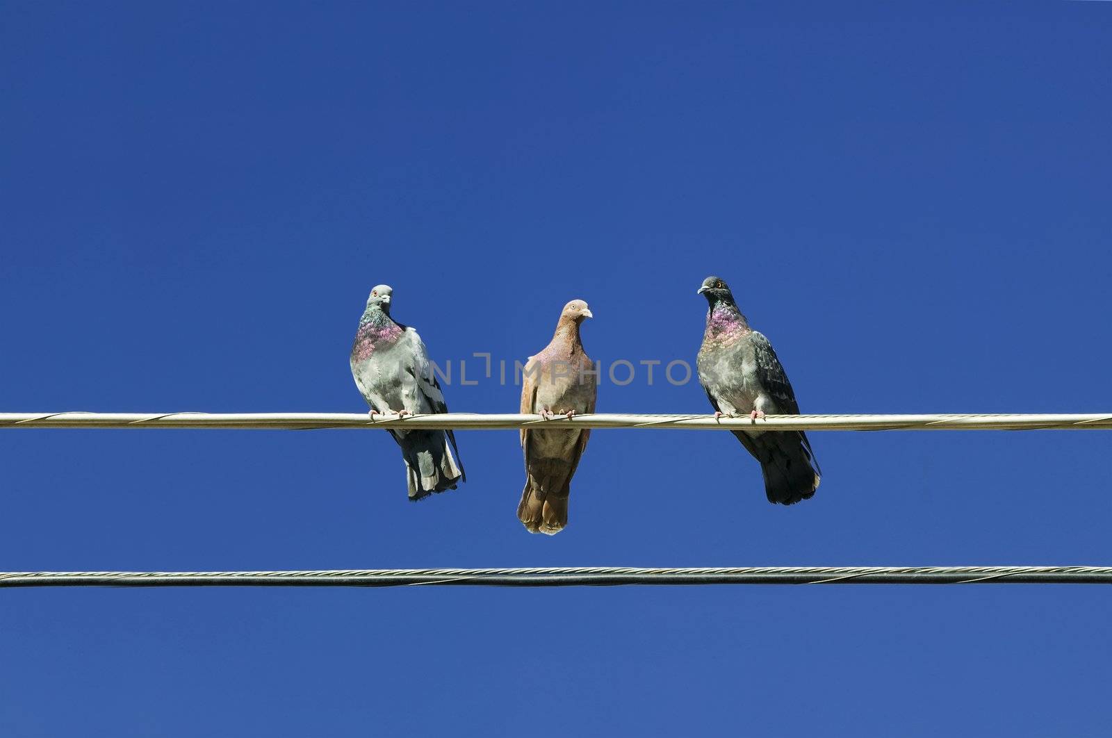 Three pigeons perched on an electrical wire.