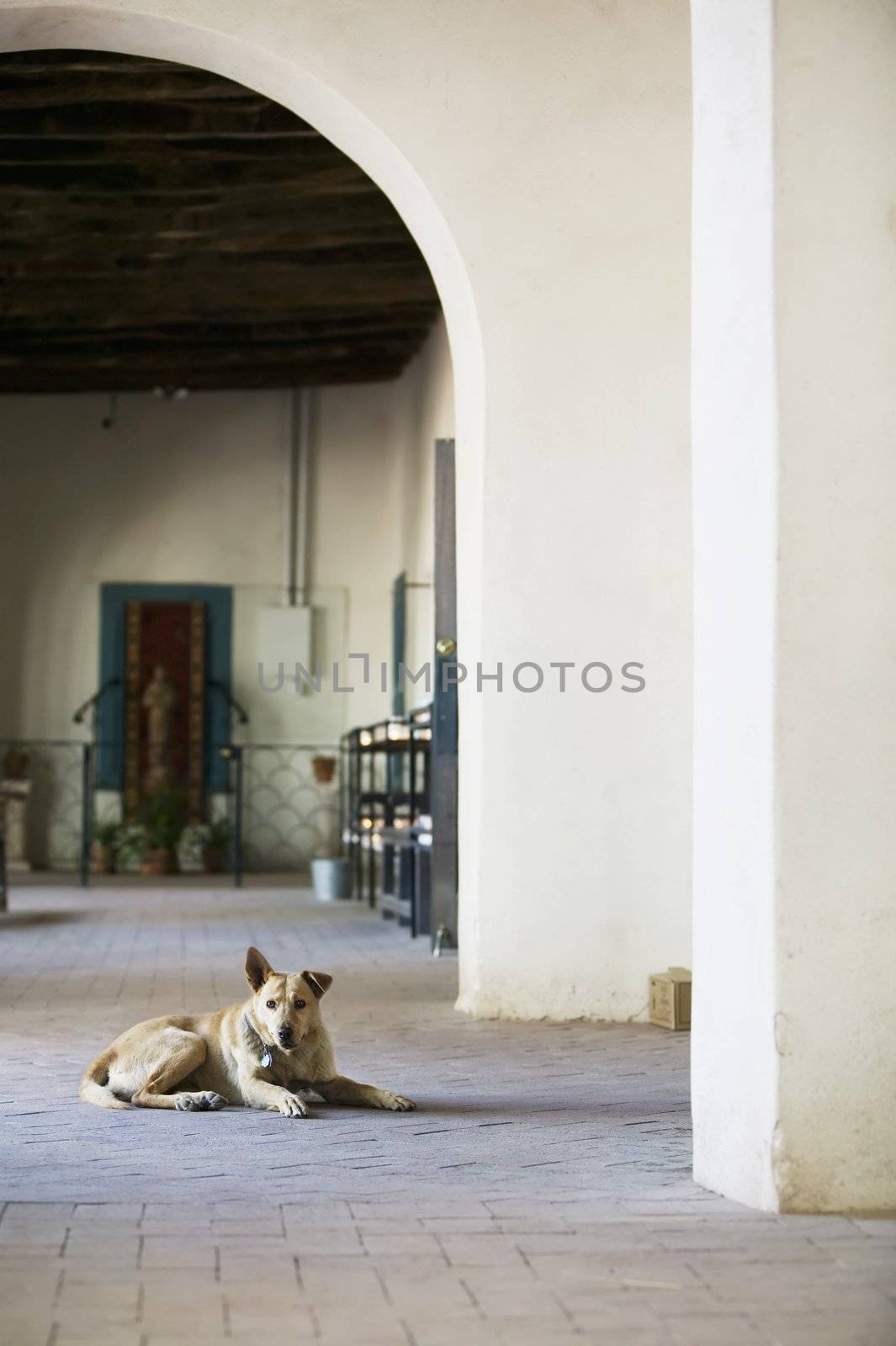 Yellow dog at a church with altar in the background.