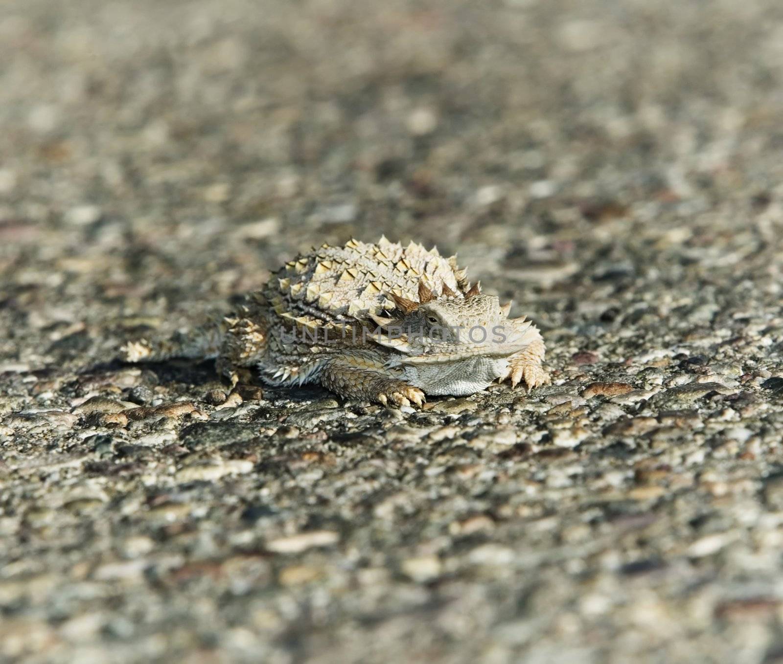 Horned lizard well blends in with asphalt background.