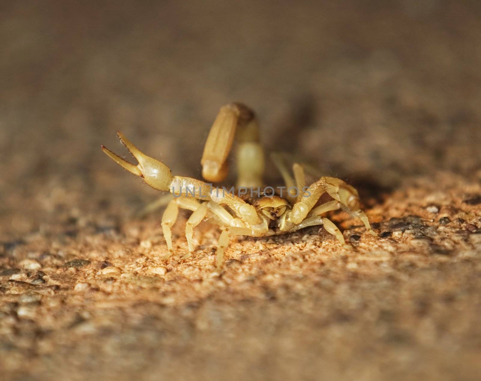 Sonoran Desert Scorpion appears to wave at the camera.