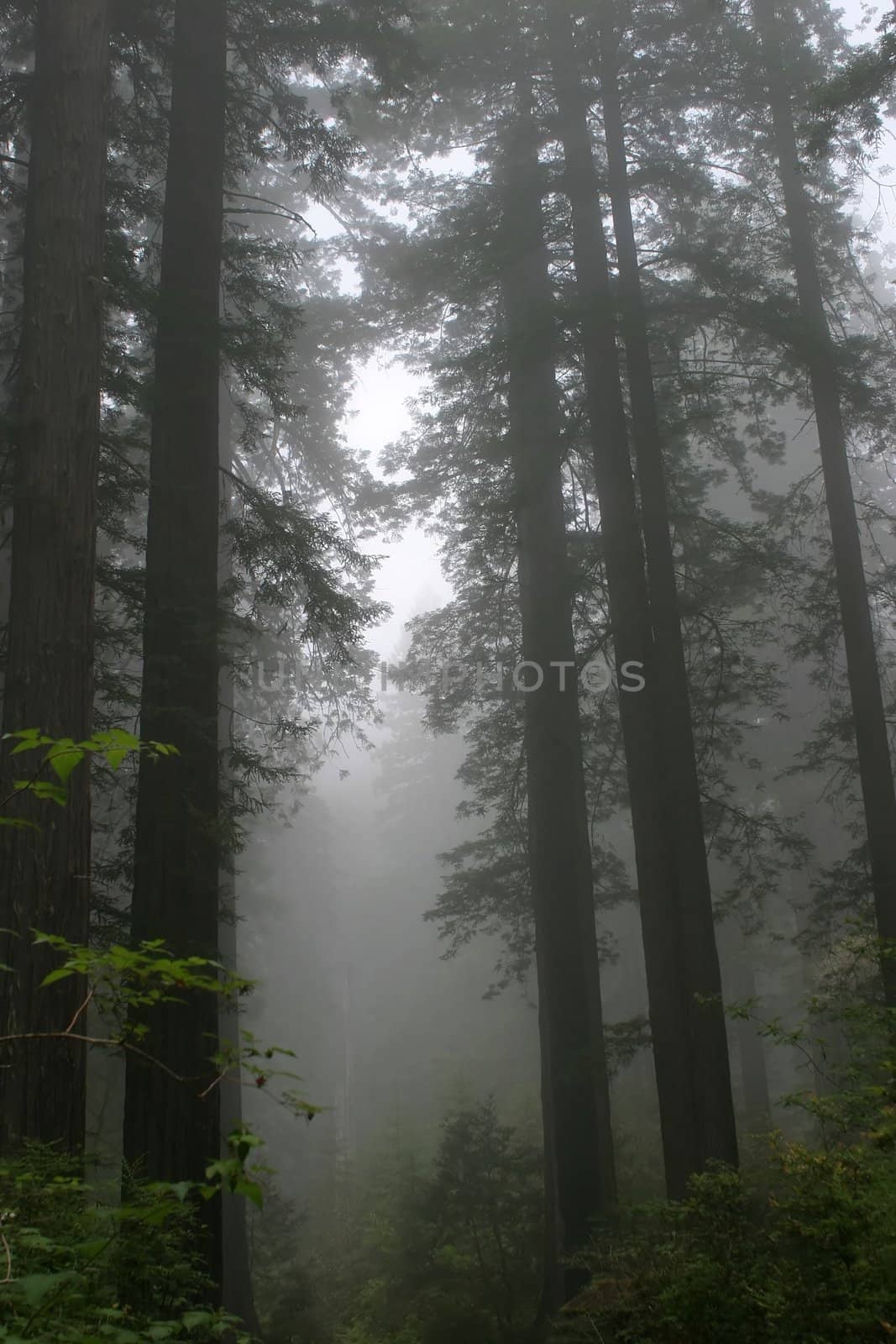 Redwood National Park in California