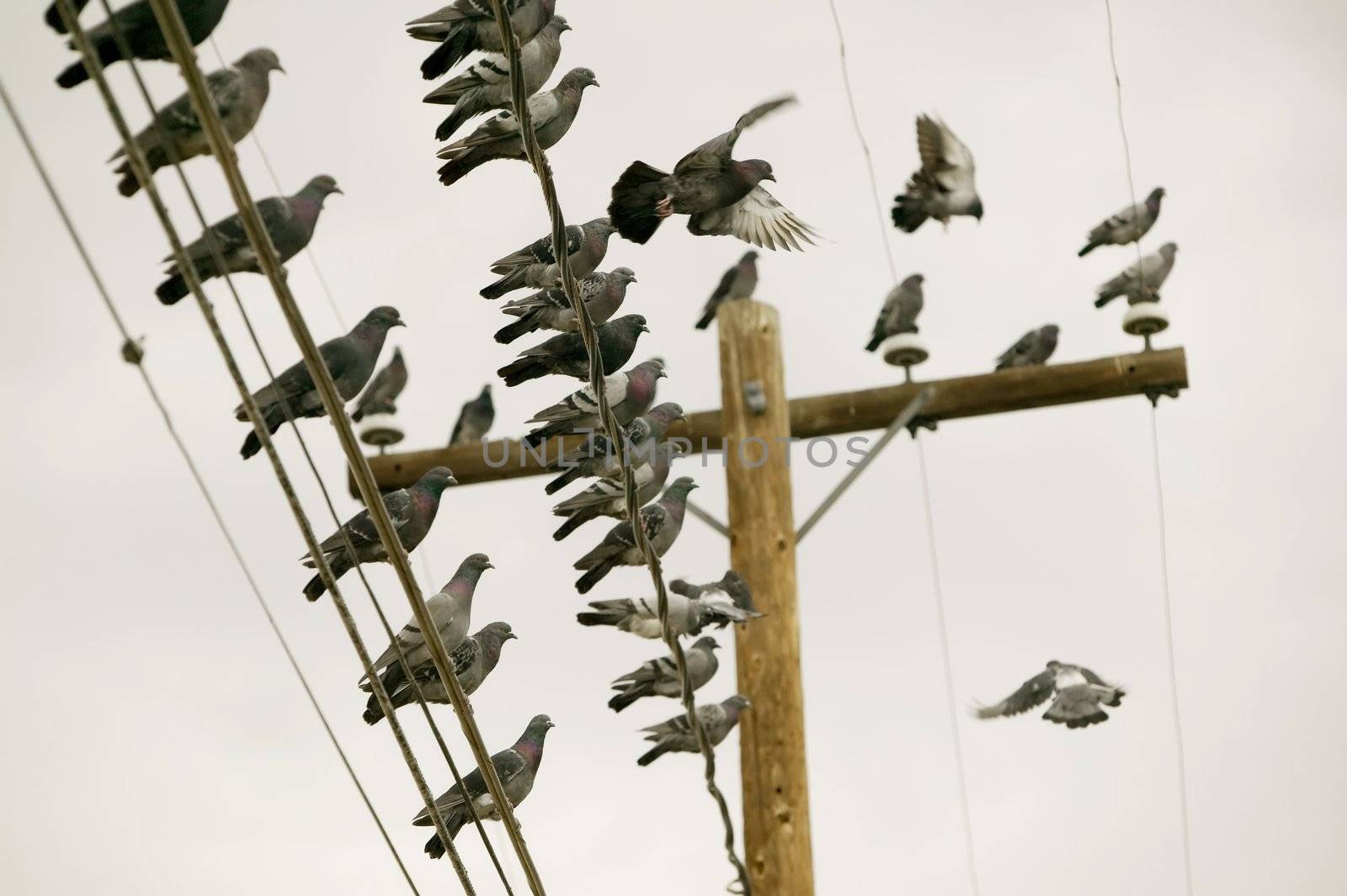 Flock of pigeons perched on a power line.