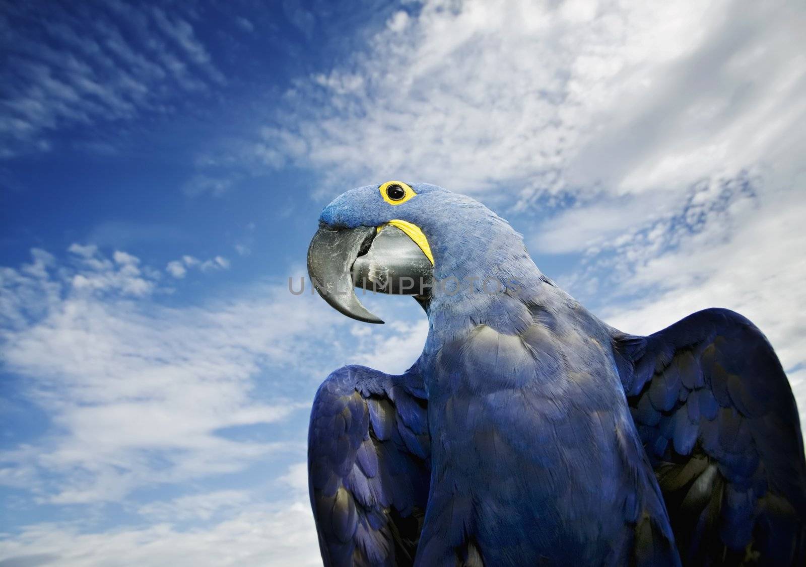 Brilliant blue hyacinth macaw with a yellow ring around its eye.
