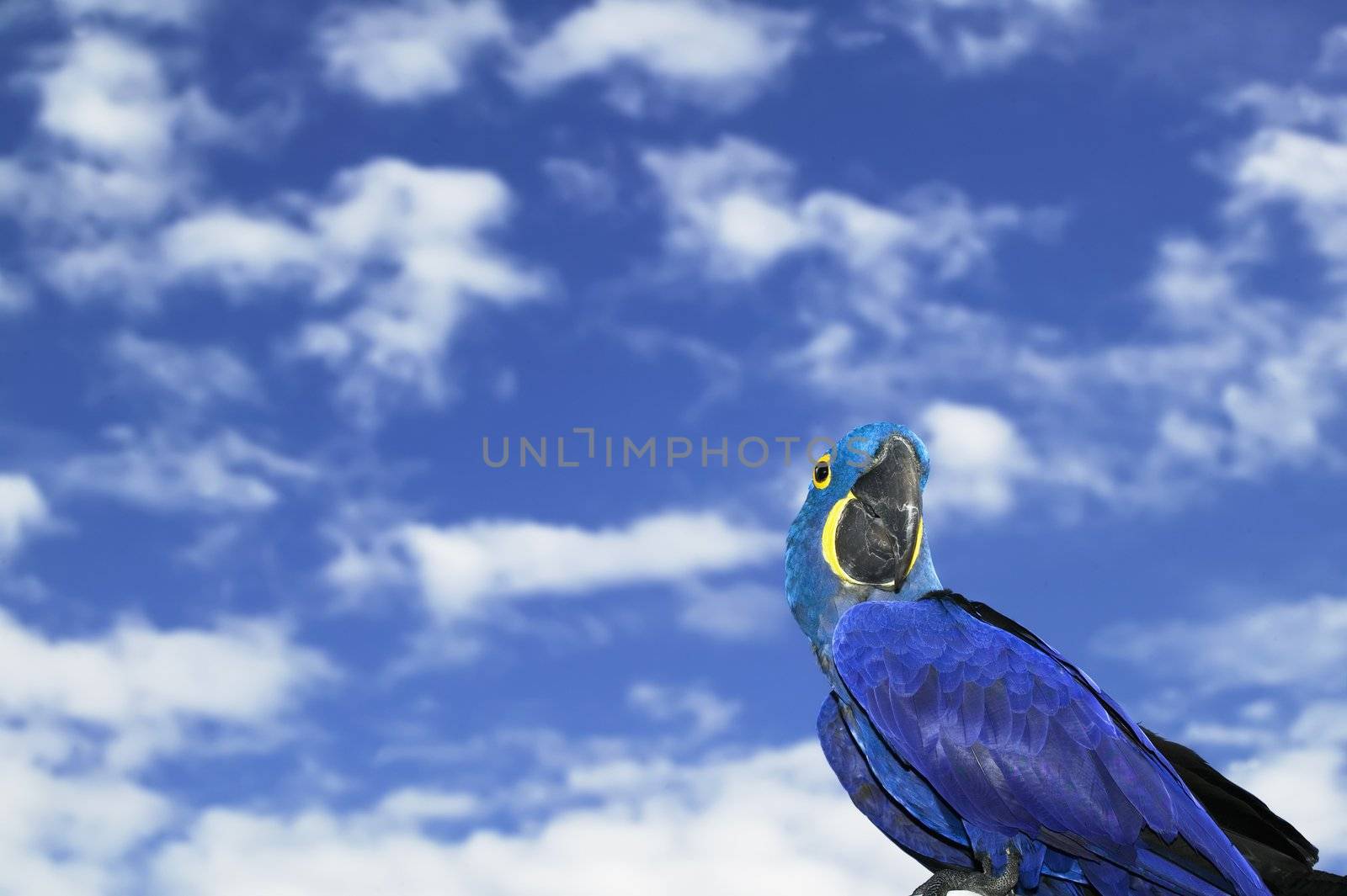Hyacinth Macaw by Creatista