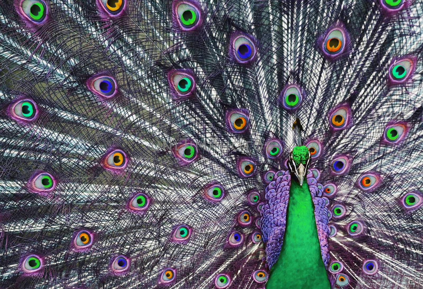 Peacock with his tail feathers on display to attract a mate in unreal beautiful colors.