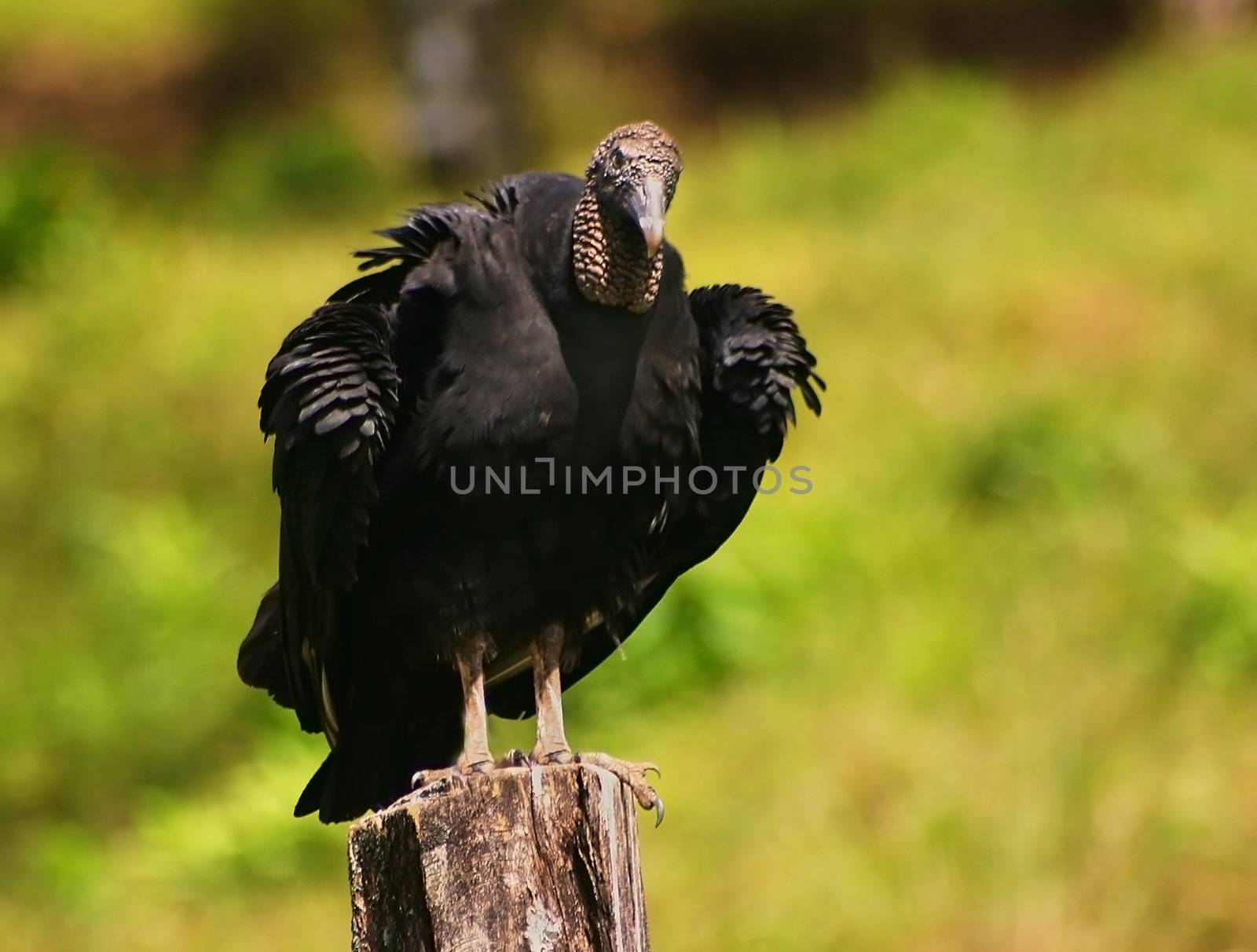 Turkey vulture eyes the samera in a suspicious manner.