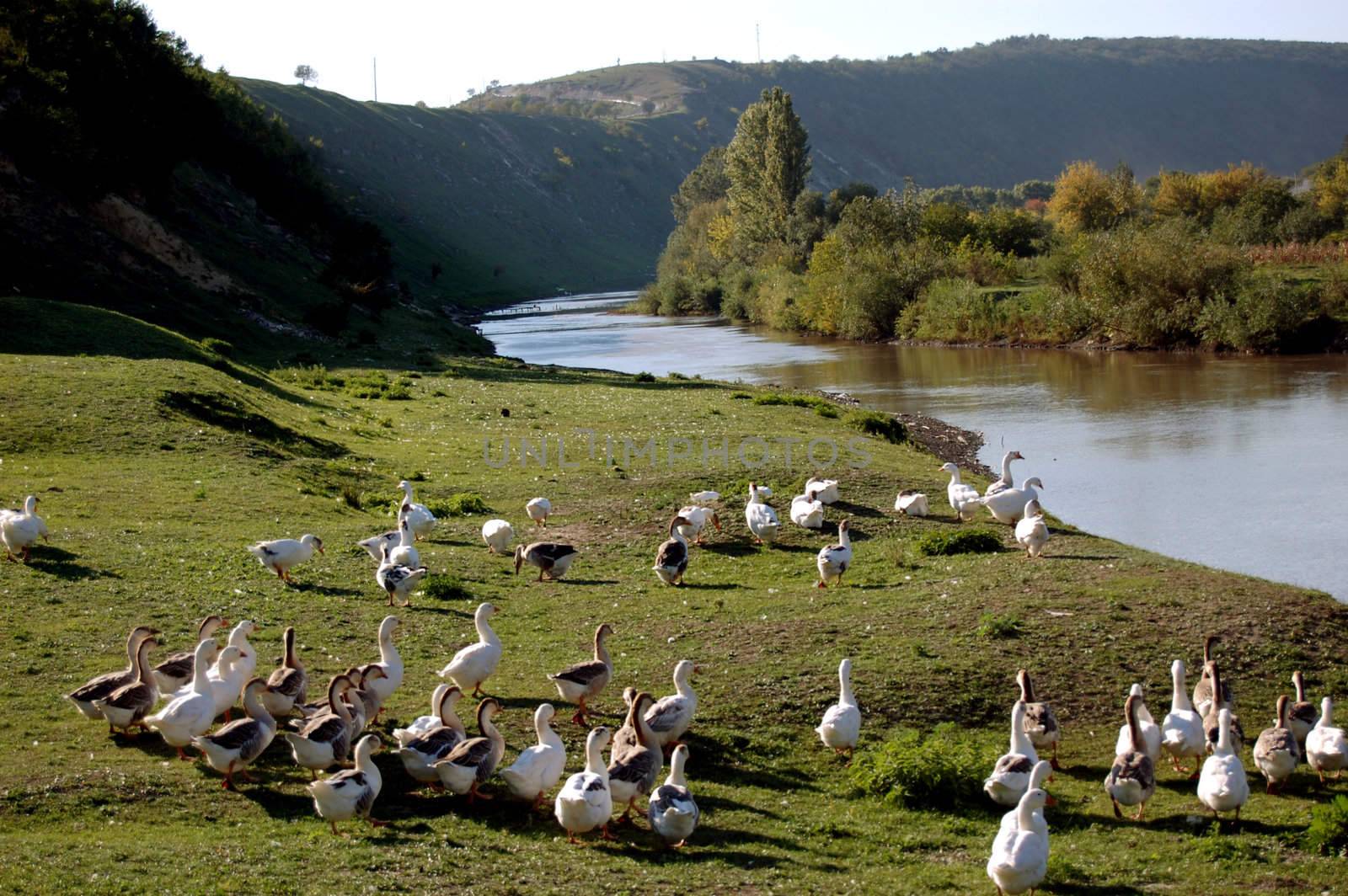landscape of hills, river and ducks