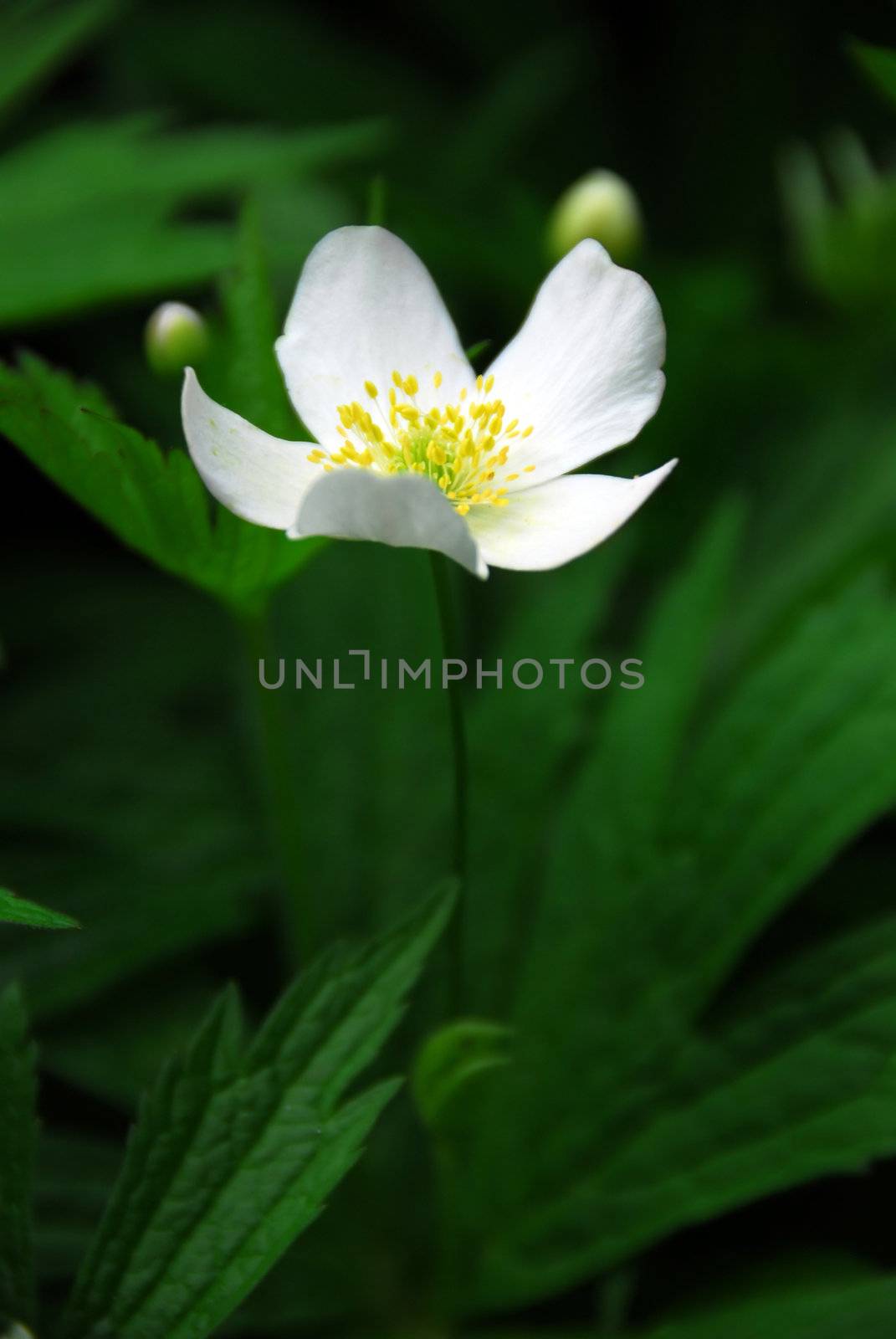 Spring wild flower wood anemone close up