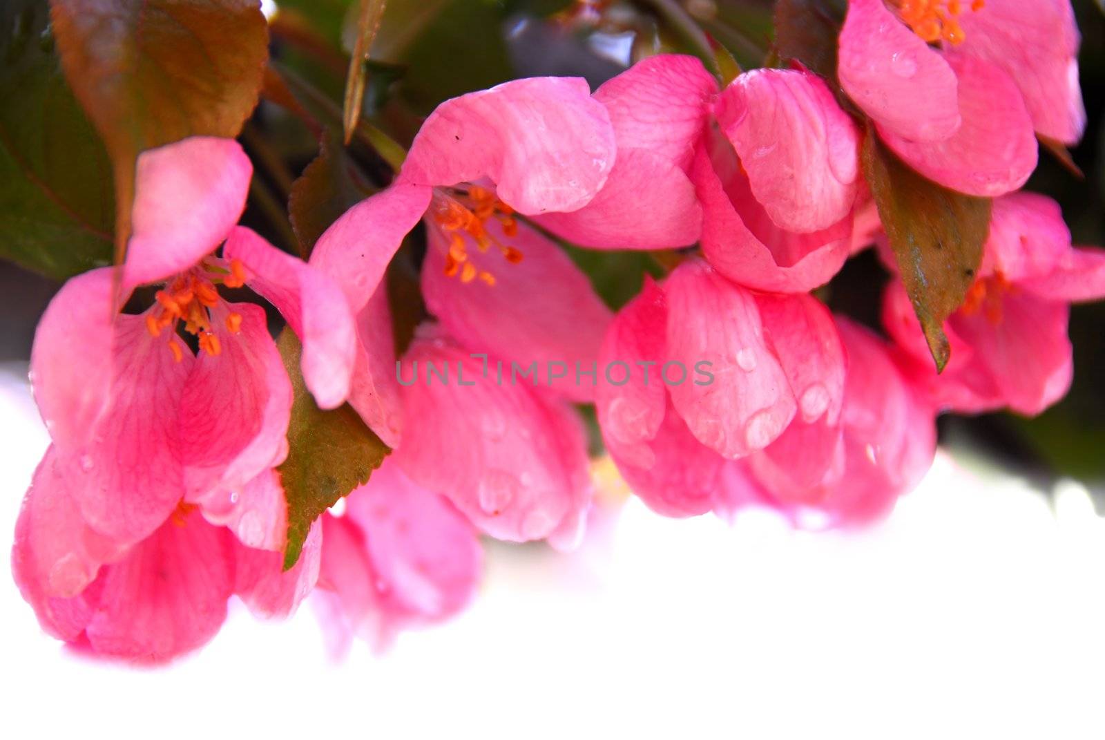 Pink blossom of an apple tree with rain drops