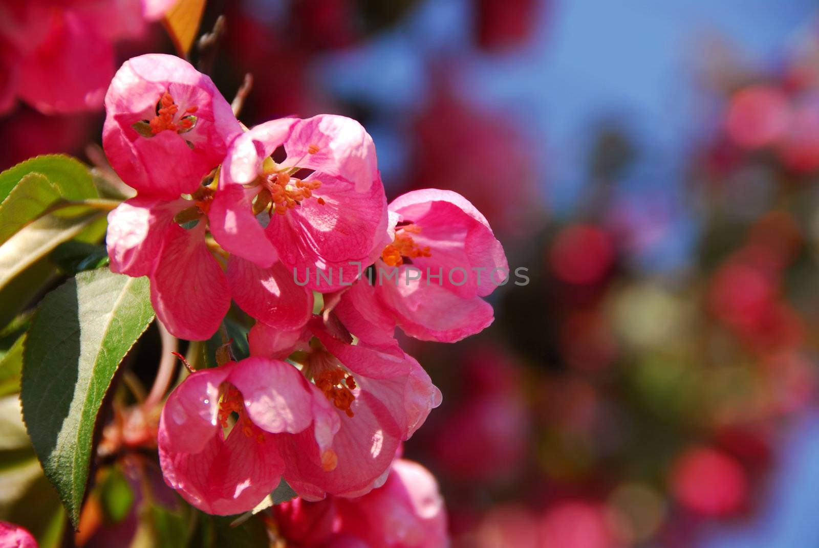 Pink apple blossom close up in spring orchard