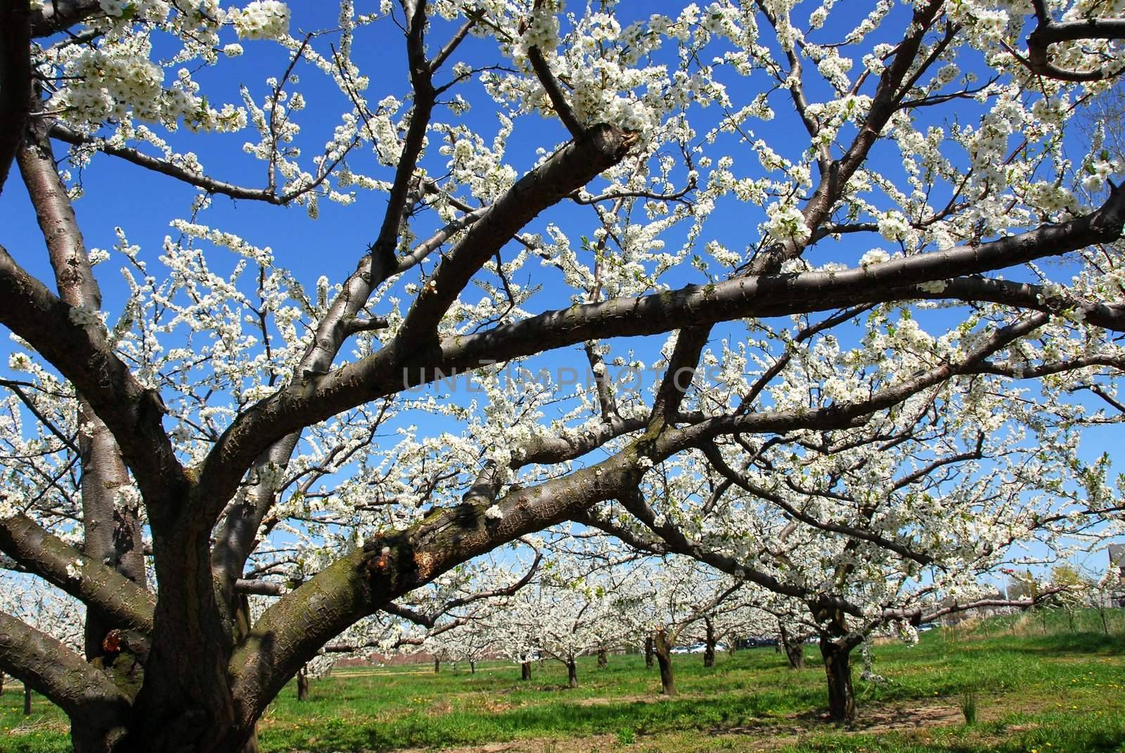 Old blooming apple trees in a spring orchard