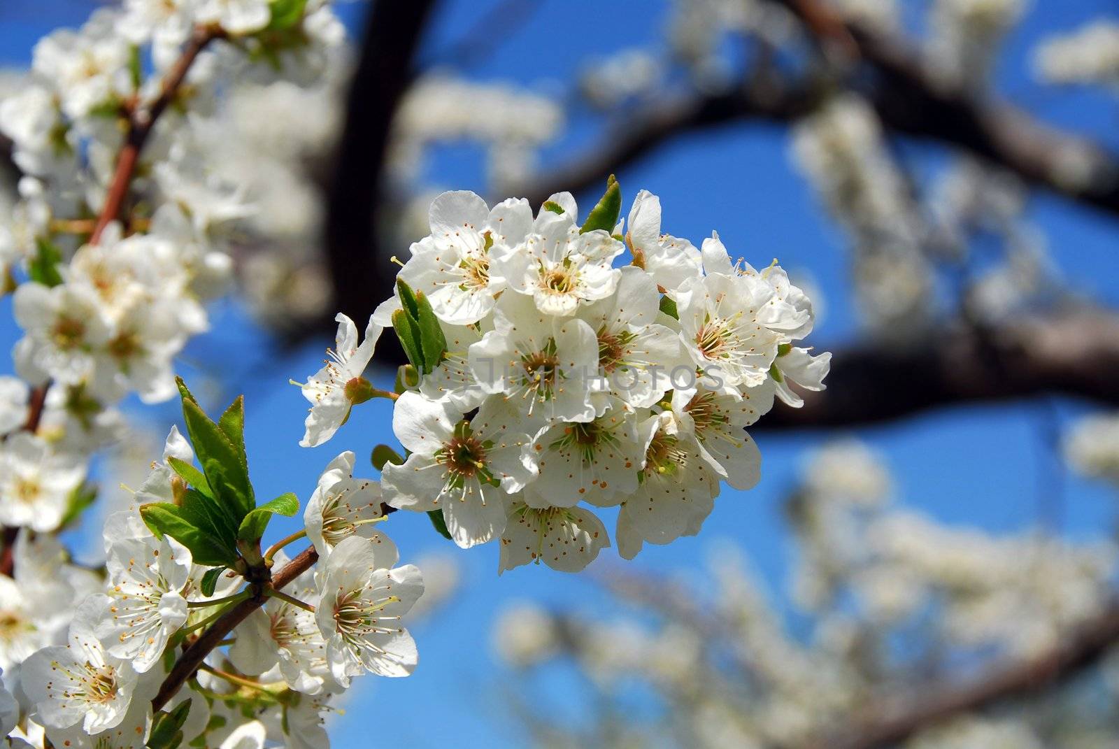 Old blooming apple trees in a spring orchard, closeup