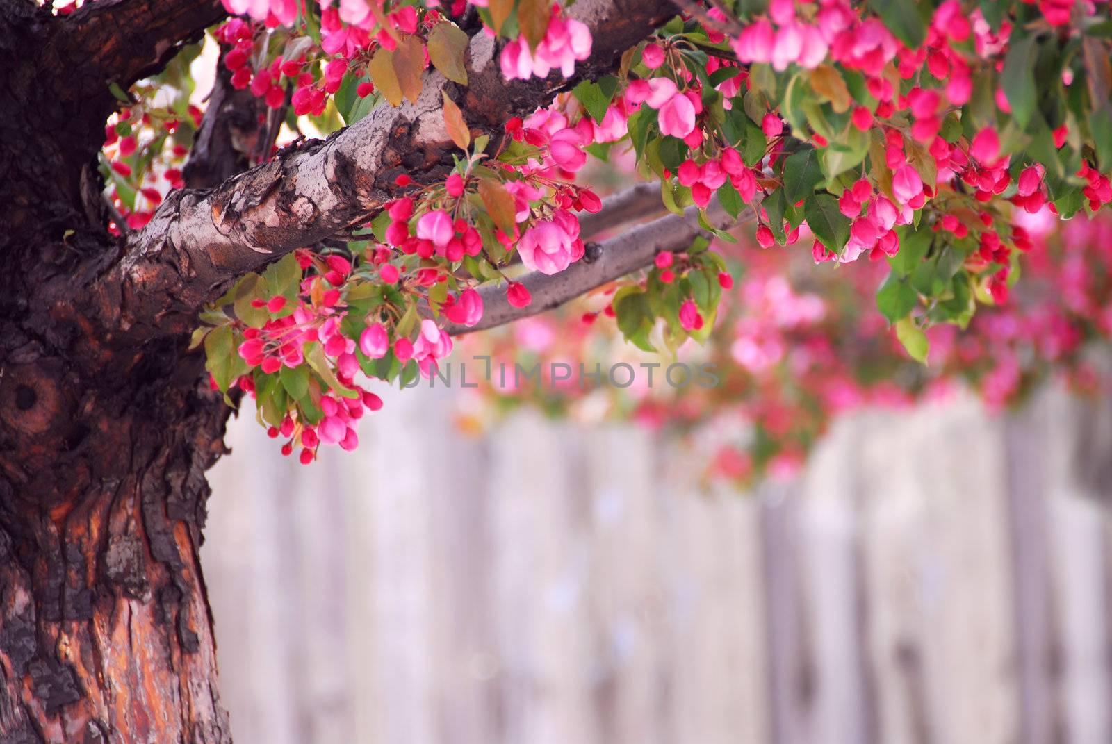 Blooming pink apple tree in spring orchard