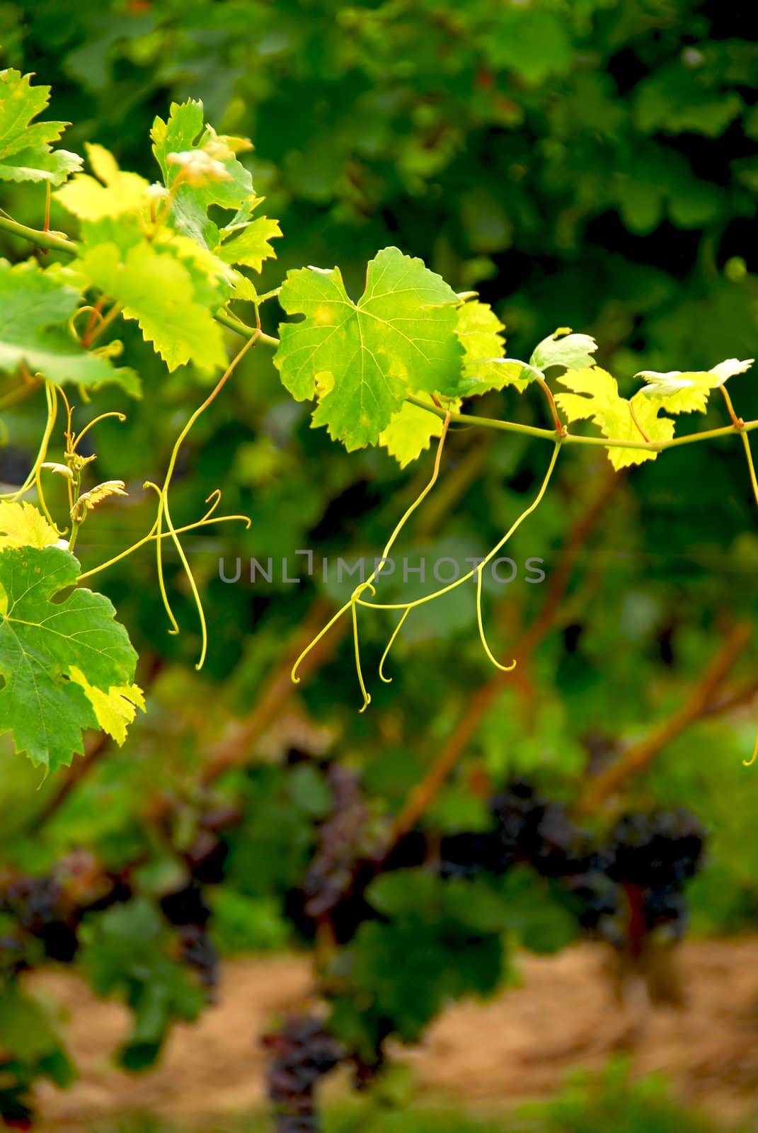 Backlit branch of grape vine