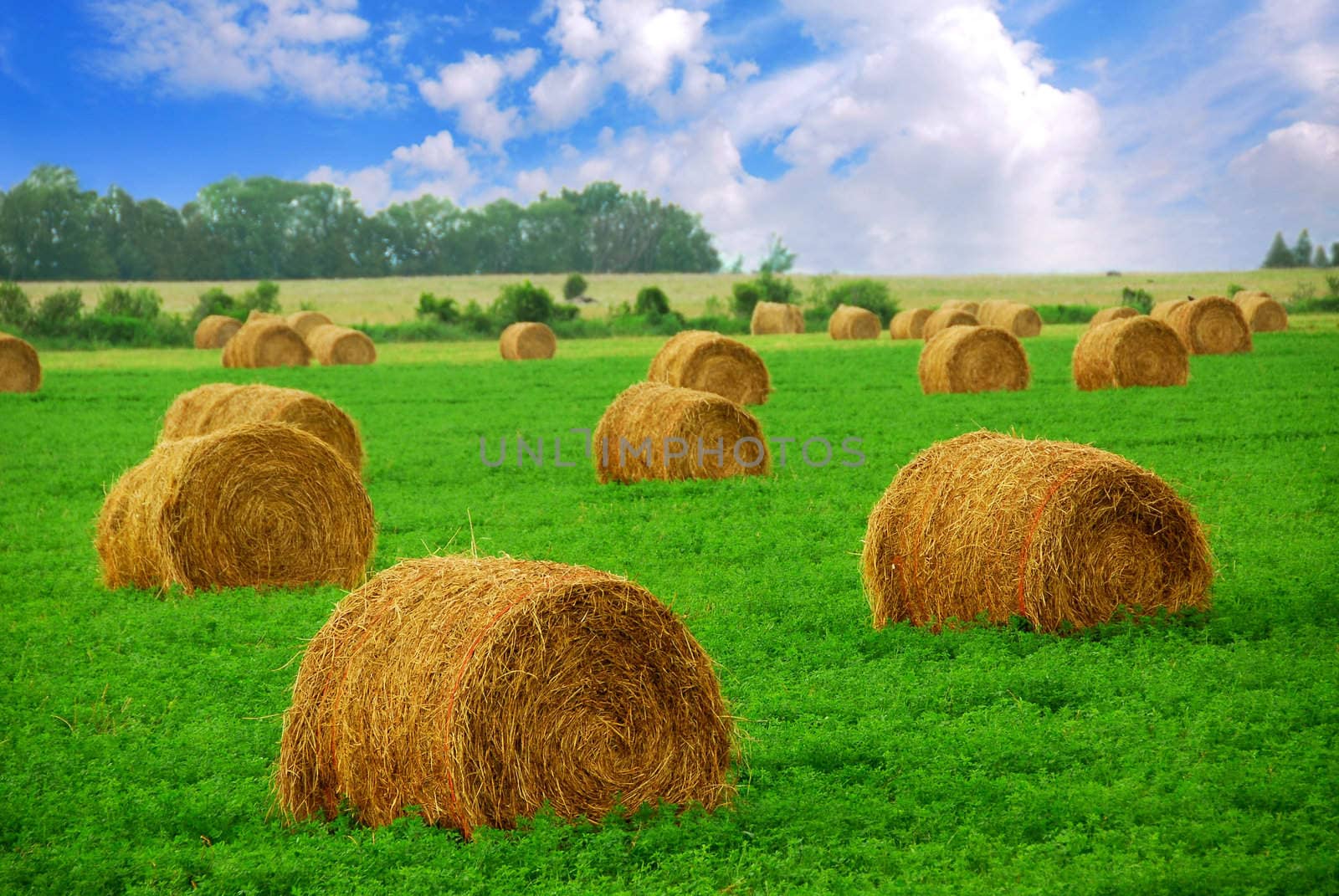Agricultural landscape of hay bales in a field