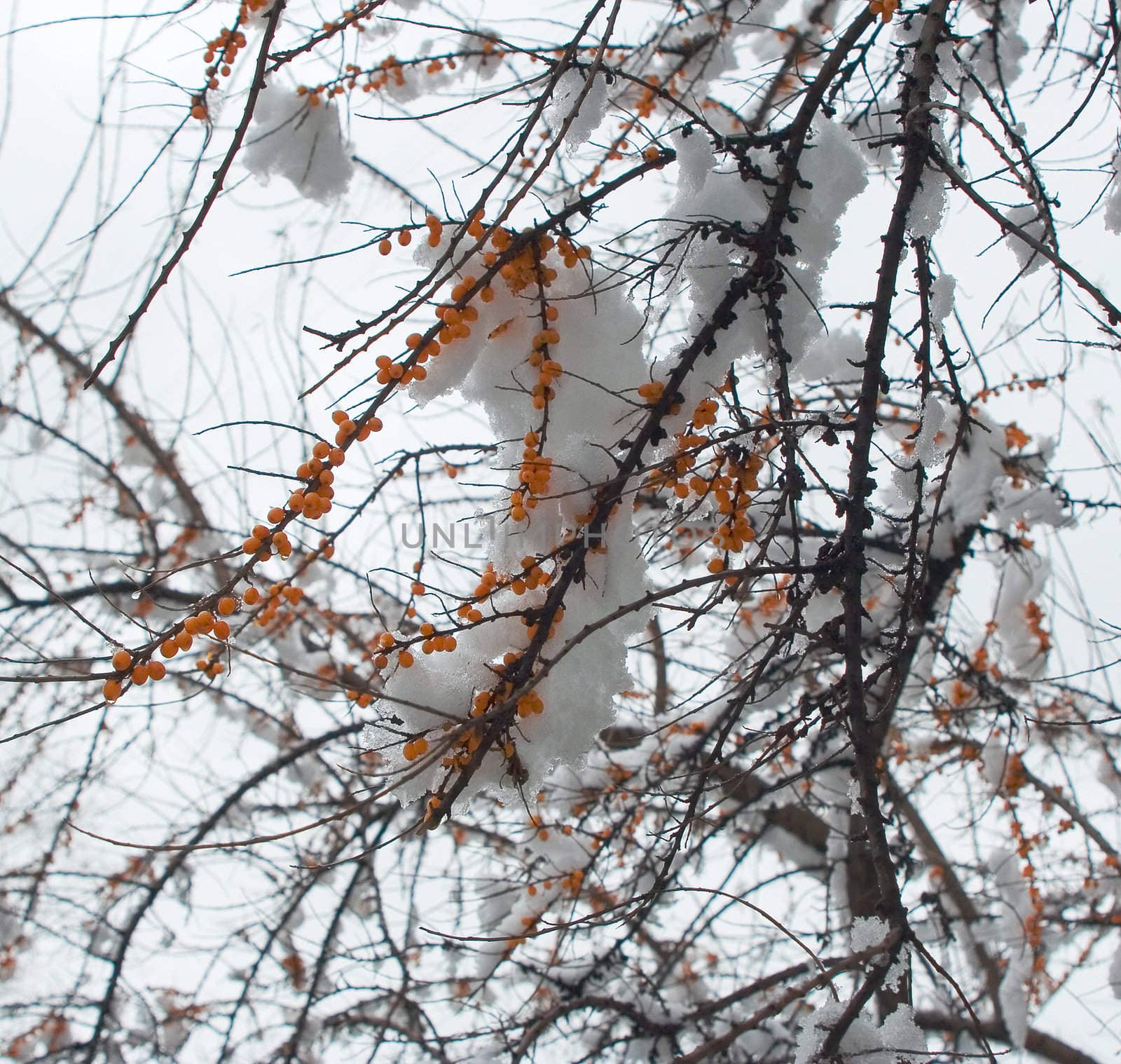 sea-buckthorn branch, under melting snow with grey sky on the background