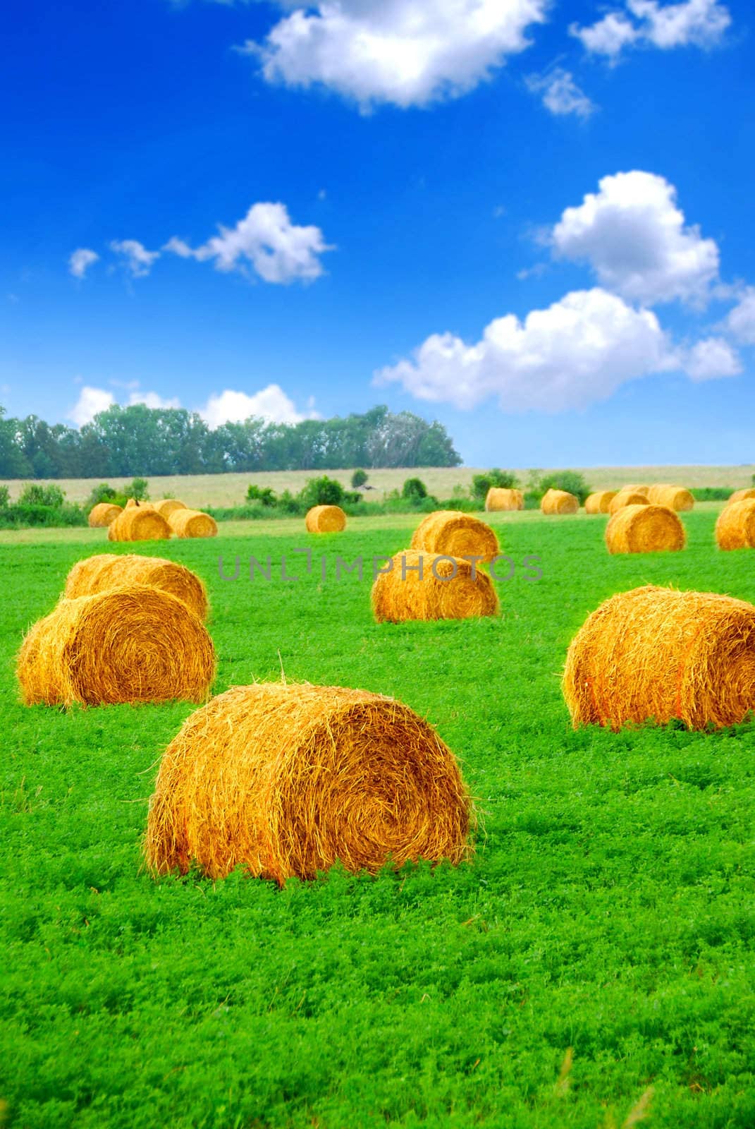 Agricultural landscape of hay bales in a green field