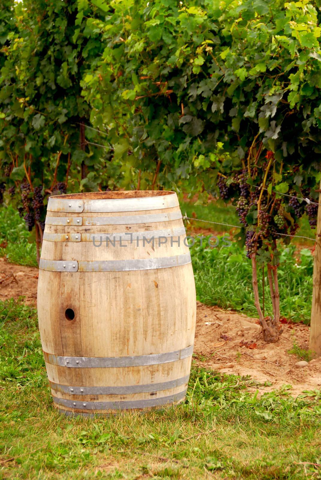 Old wine barrel at vineyard
