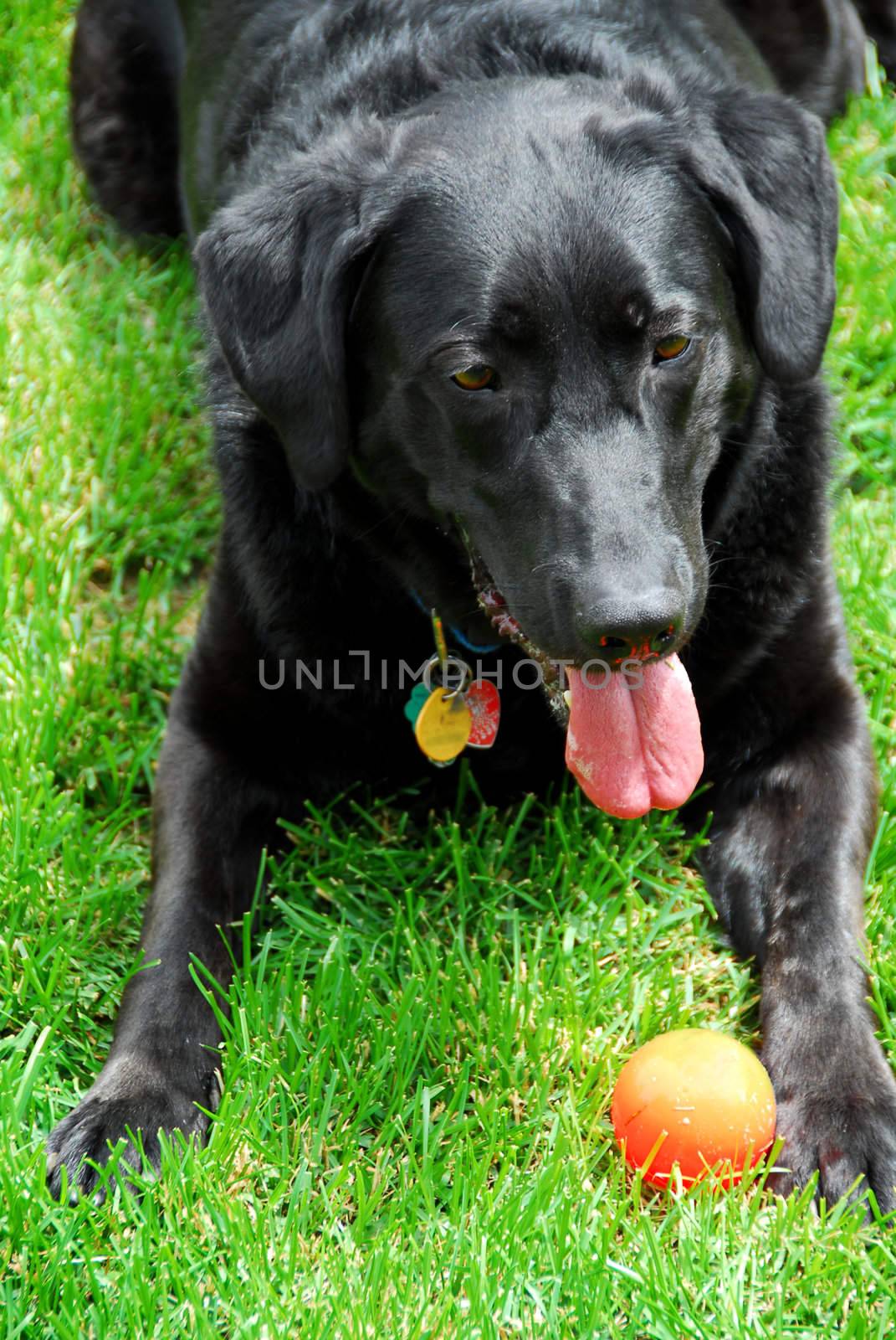 Black lab dog playing with his toy ball